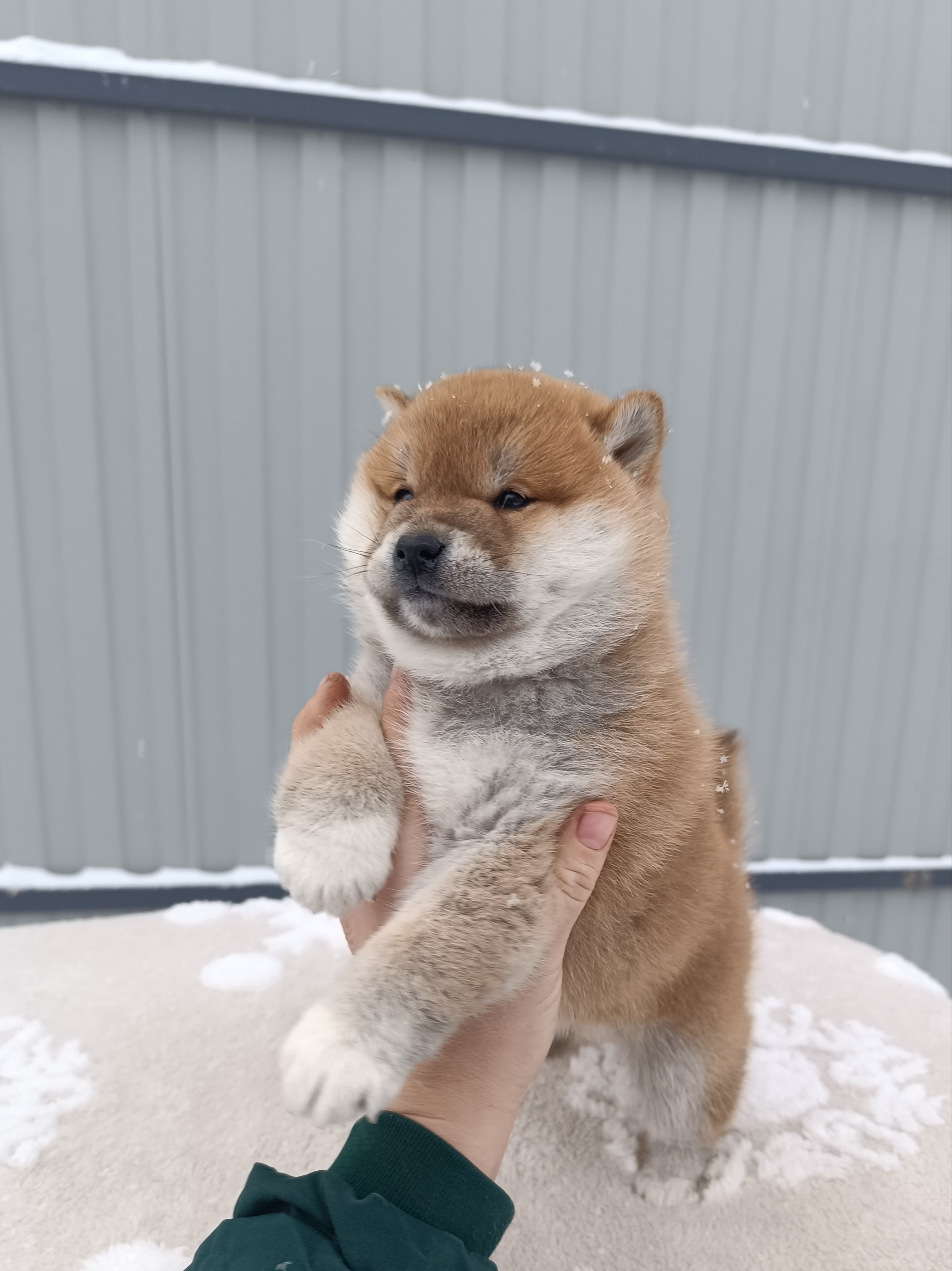 сиба питомник Рубилайт щенки на продажу rubylight  сиба щенки купить СПб Санкт-Петербург 