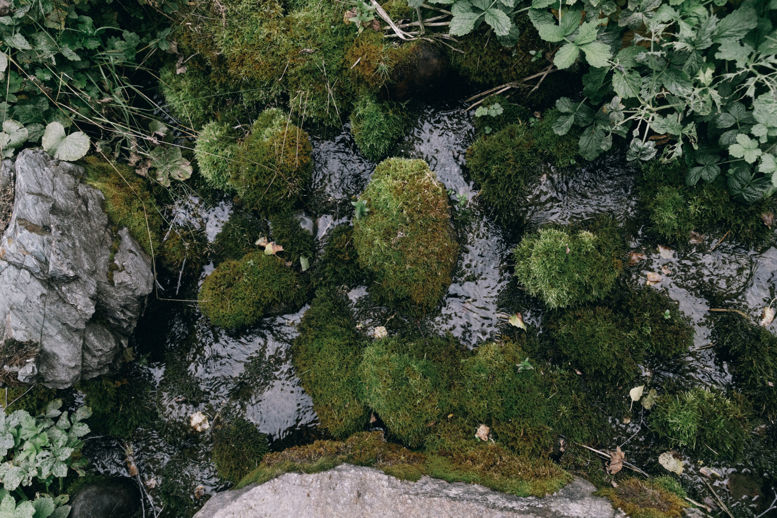 Алтай, природа и эстетика. Александр Чернин. Семейный и событийный фотограф