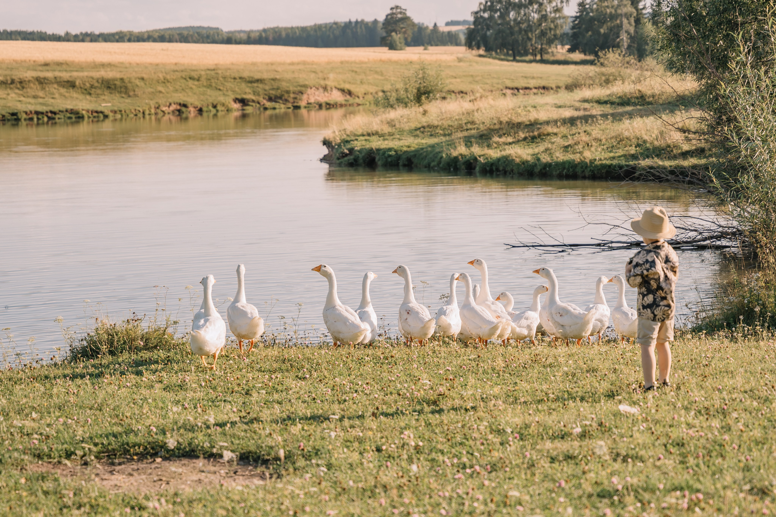 Гуси лебеди