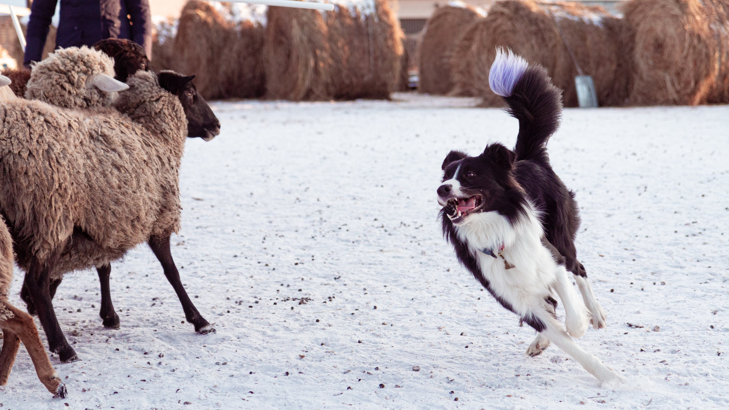 Фотосъёмка животных. Предметный и репортажный фотограф Алексей Кротов
