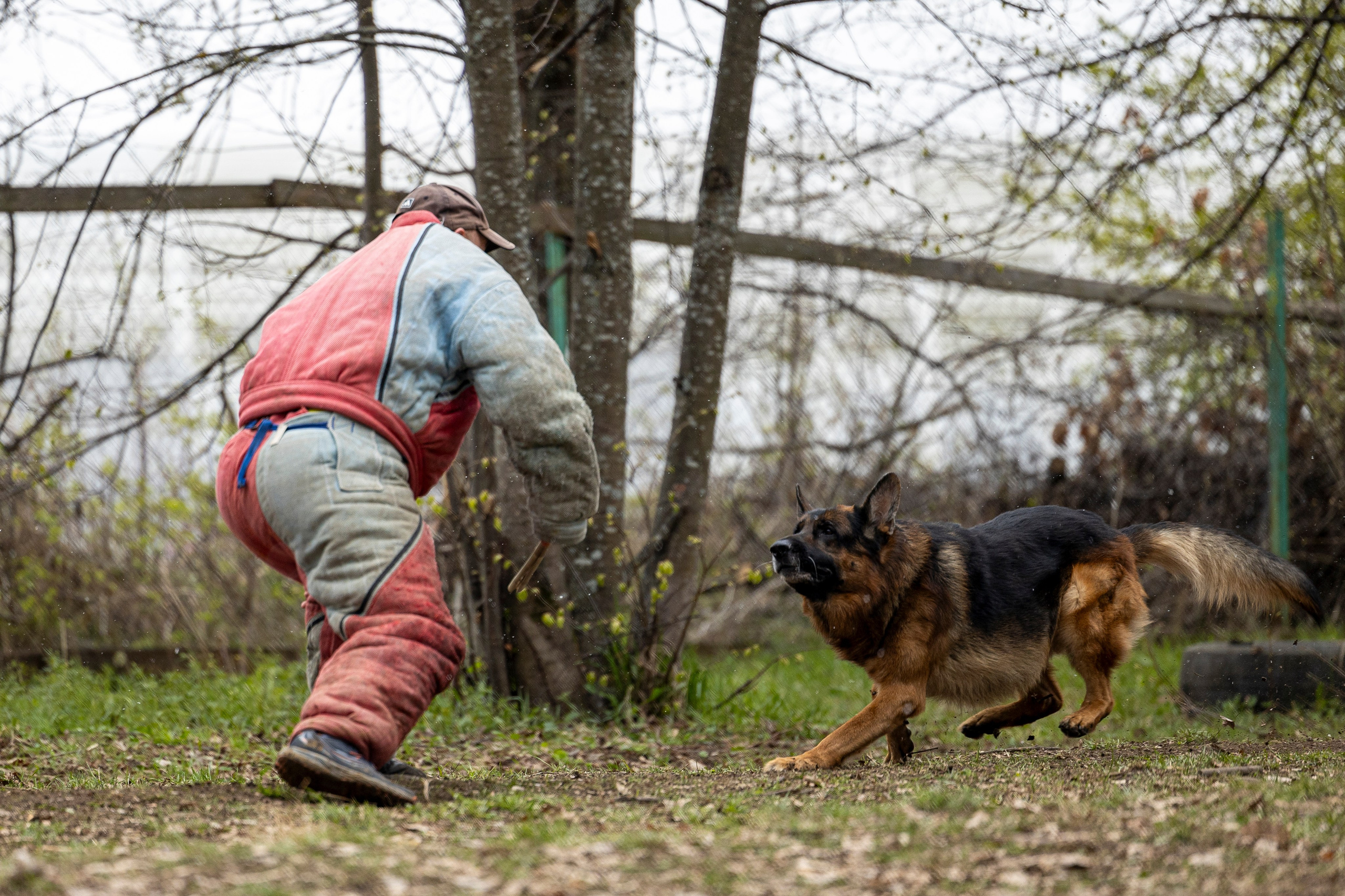 Квалификационные состязания по мондьорингу г. Вологда 11.05.24. Фотограф-анималист Анна Маринич