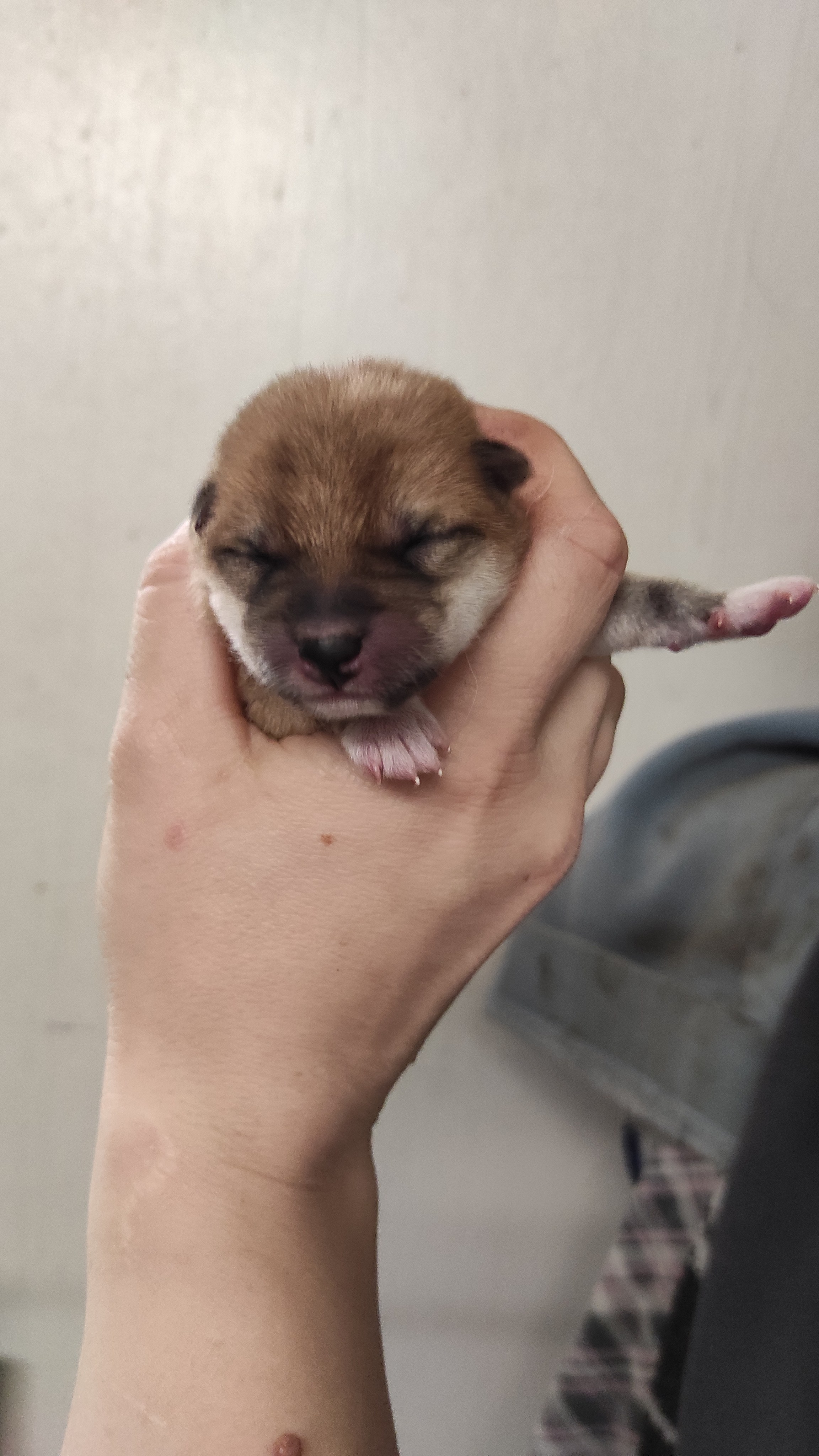 сиба питомник Рубилайт щенки на продажу rubylight  сиба щенки купить СПб Санкт-Петербург 