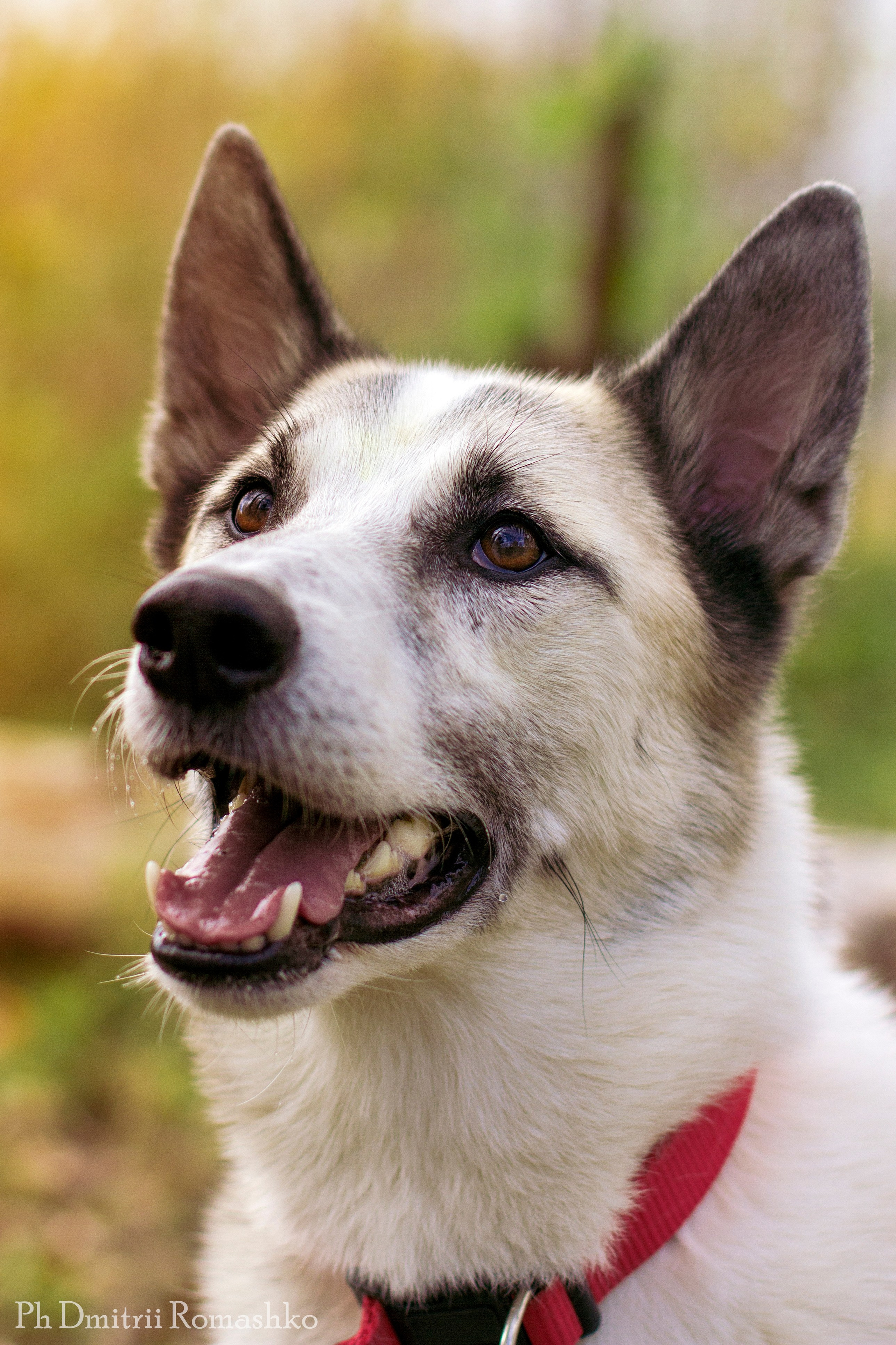 Анималистка. Фотограф Дмитрий Ромашко