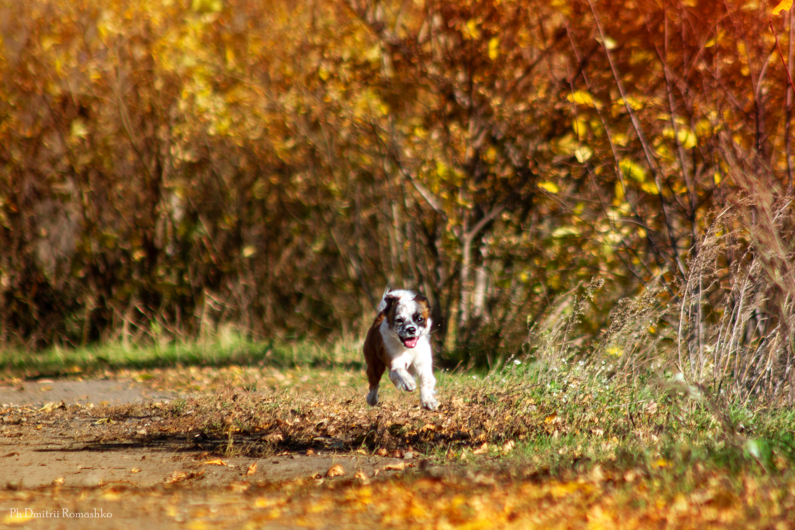 Анималистка. Фотограф Дмитрий Ромашко