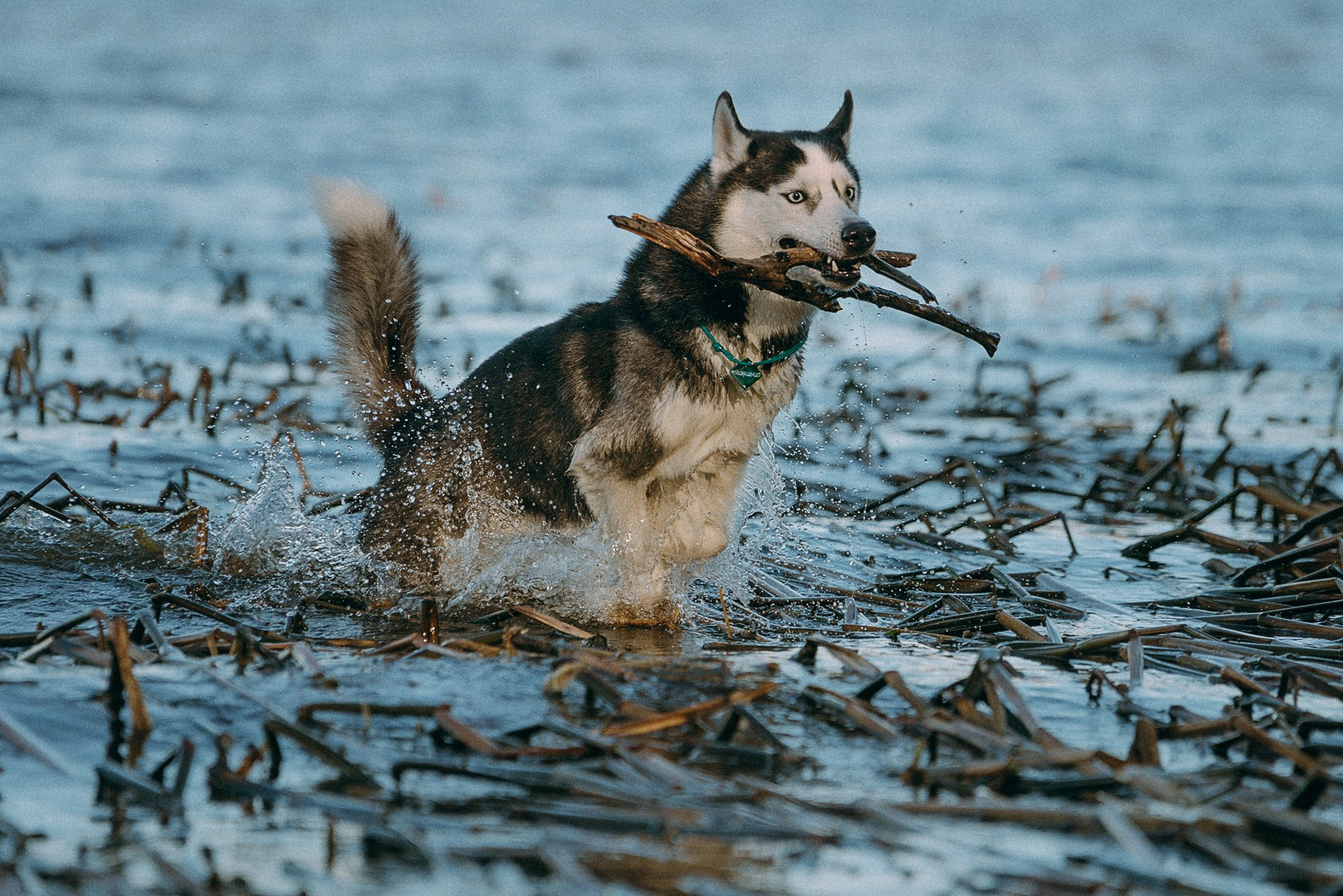 Наташа и Сириус. Фотограф анималист в Москве и Санкт-Петербурге Свиридова Анна