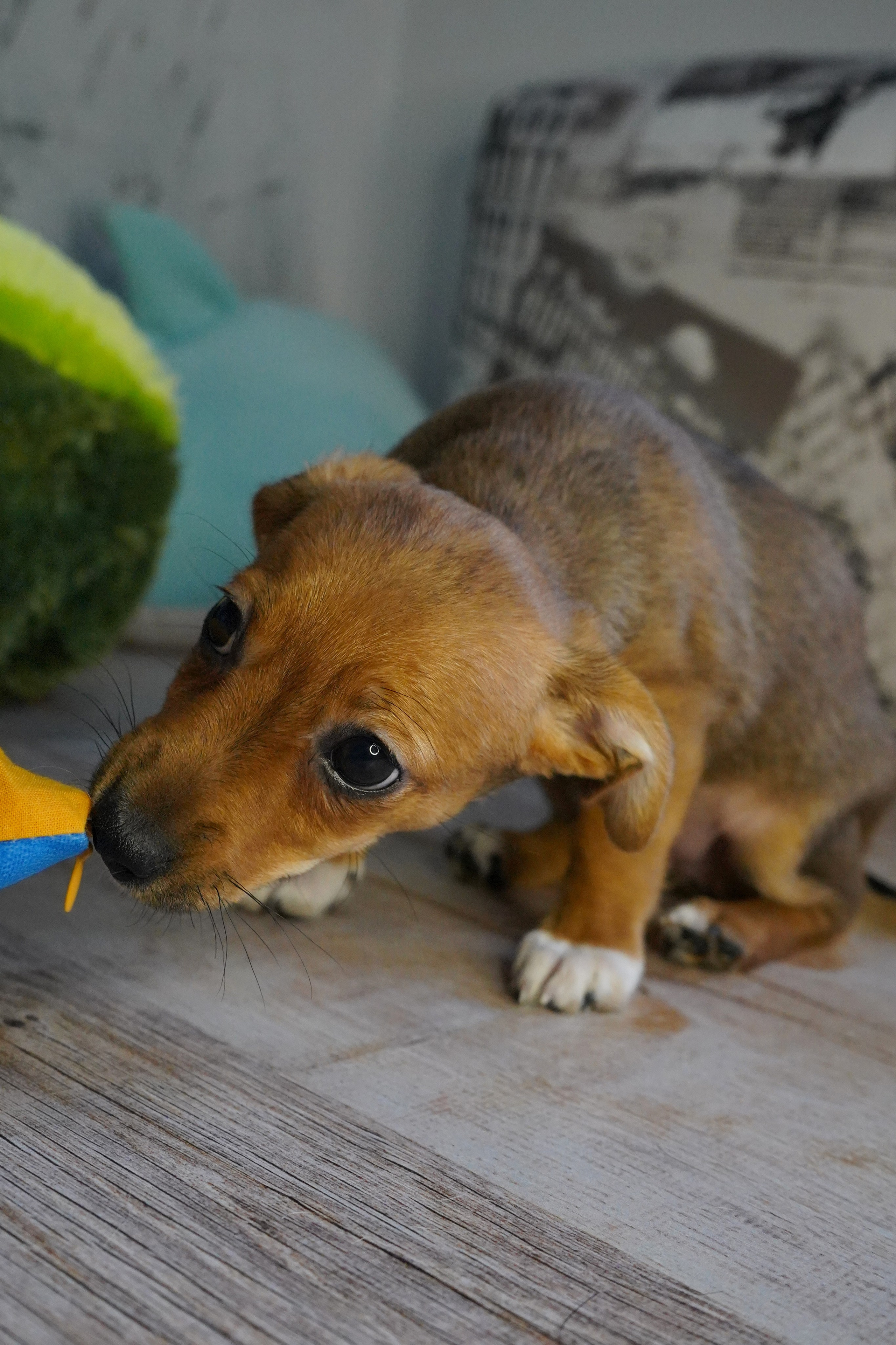 Фотосессии Пушистиков. Фотограф в Санкт-Петербурге Виктория Барышникова