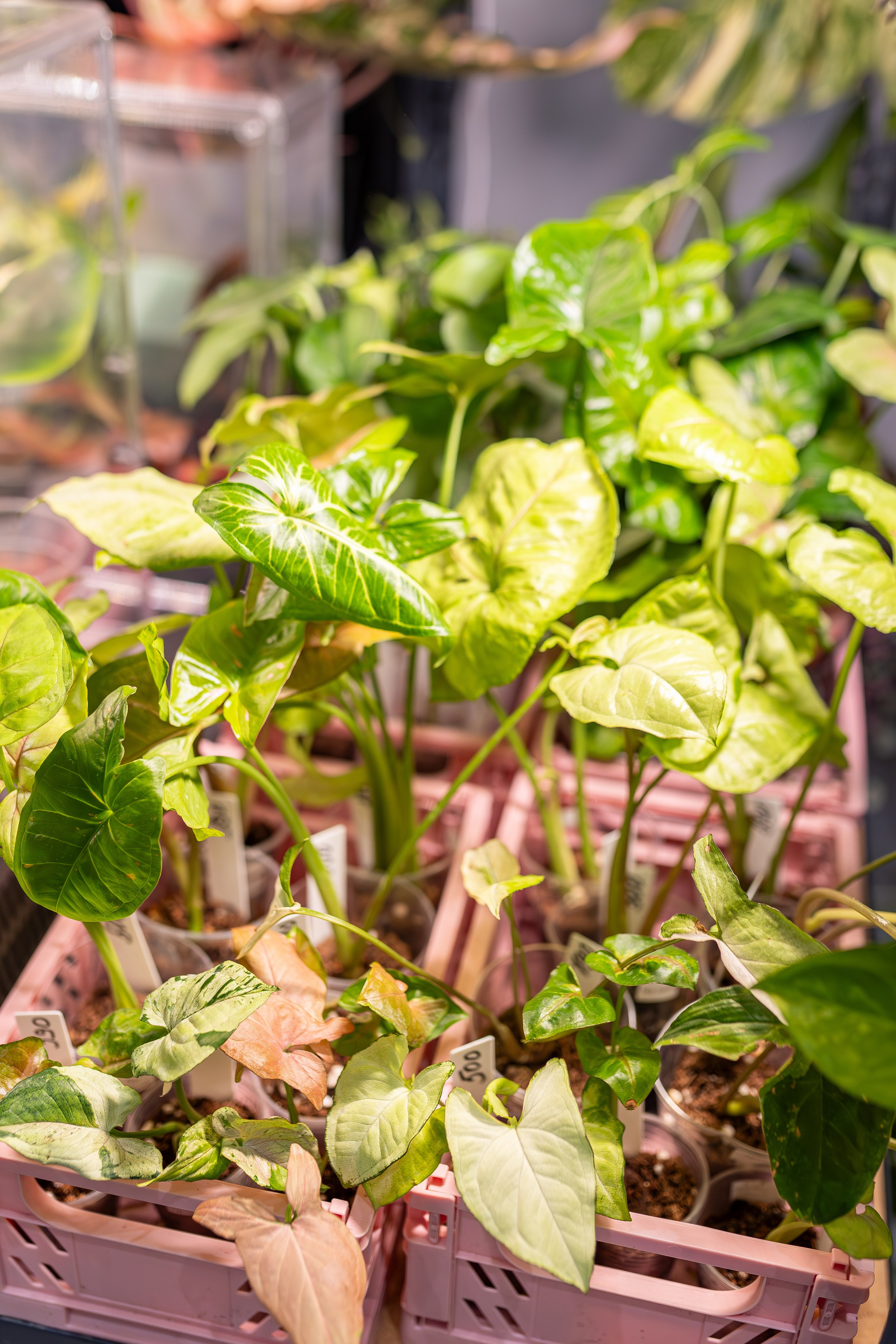 Монстериум апрель 2026. Александра Куликова фотограф, Москва