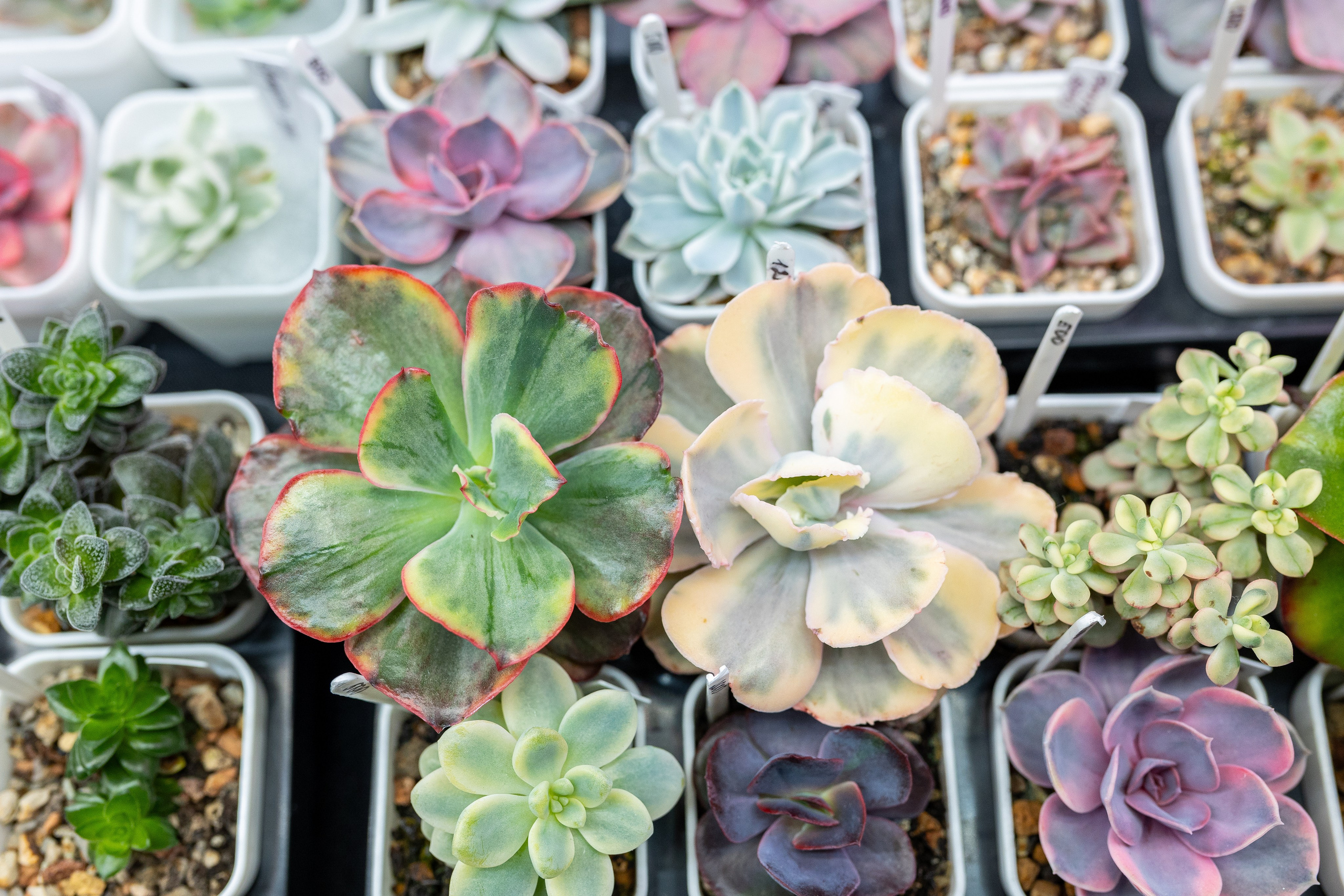 Growbox декабрь 2025. Александра Куликова фотограф, Москва