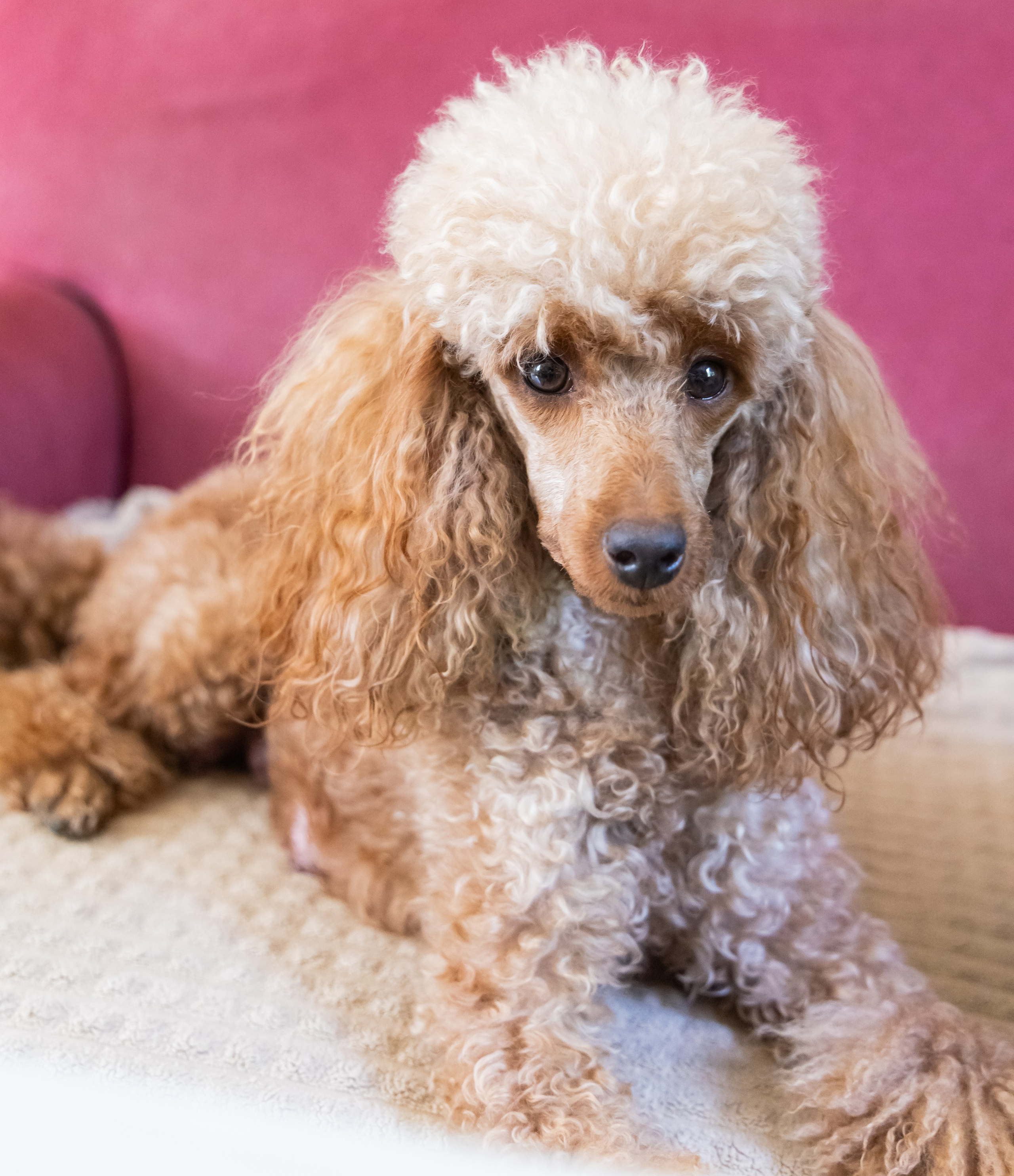 С животными. Фотограф-ретушёр