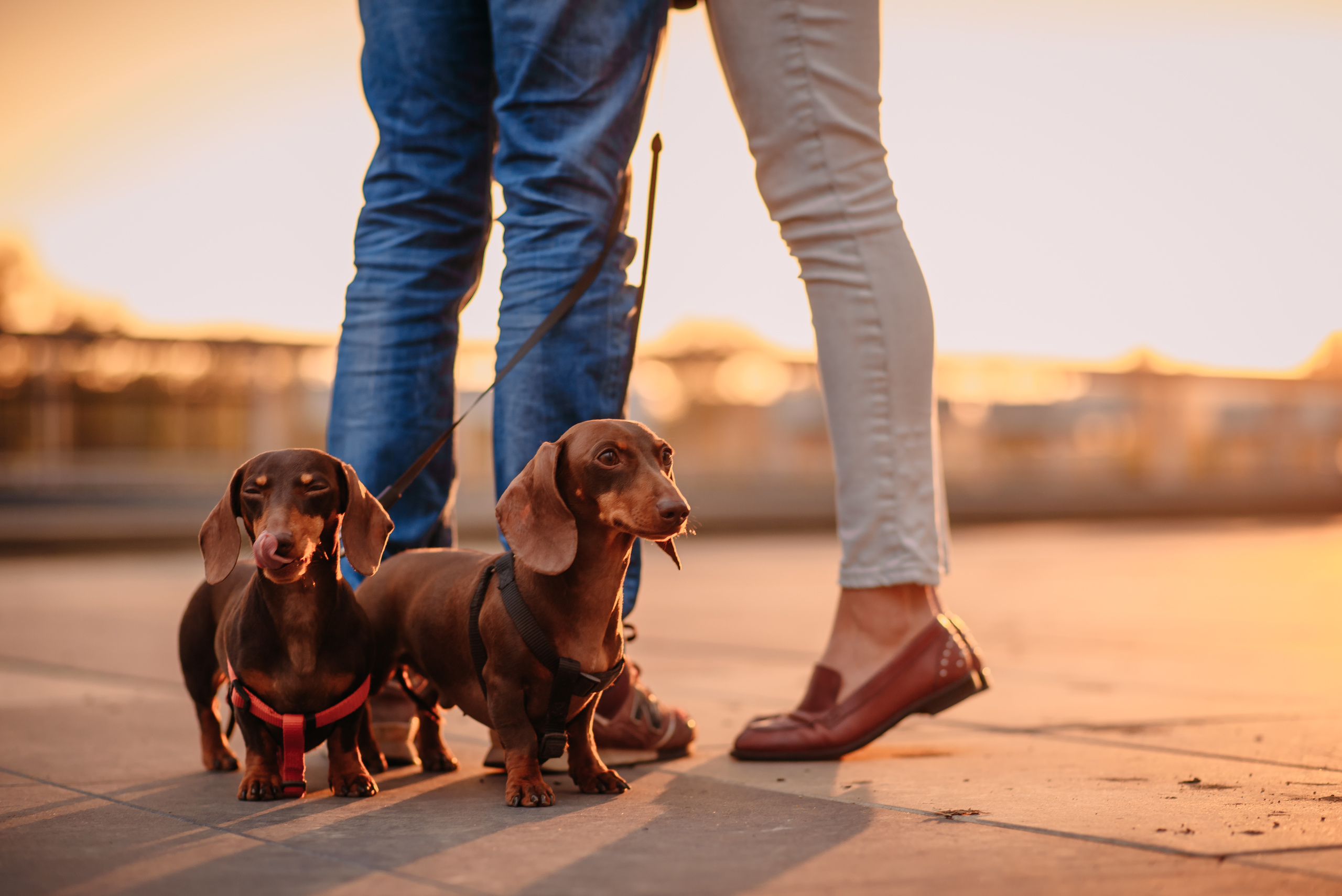 Миша и Катя. Свадебный и семейный фотограф в Москве Юлия Шикалова