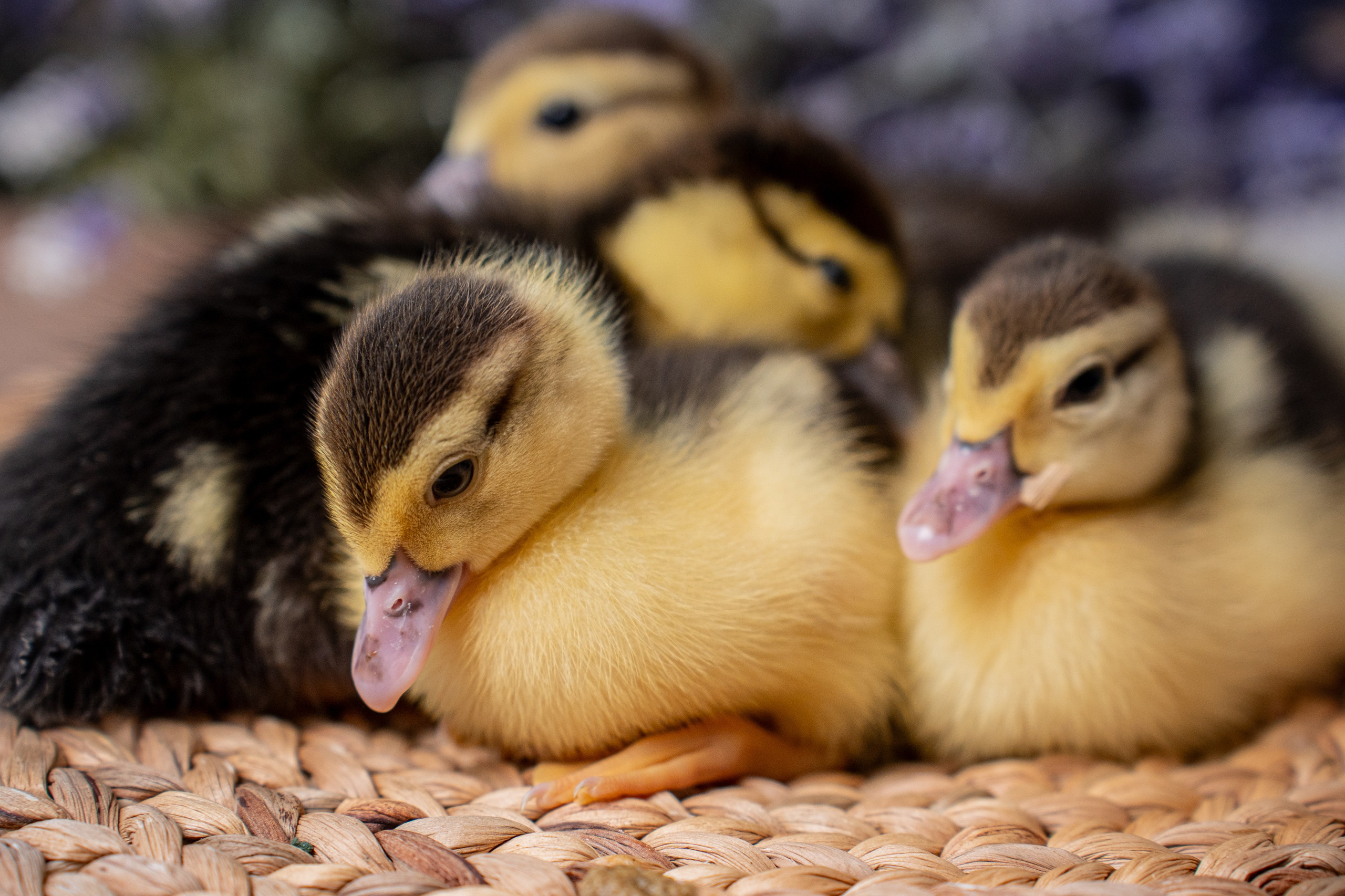 Анимализм. Портретный фотограф Олеся Владимирова в Москве