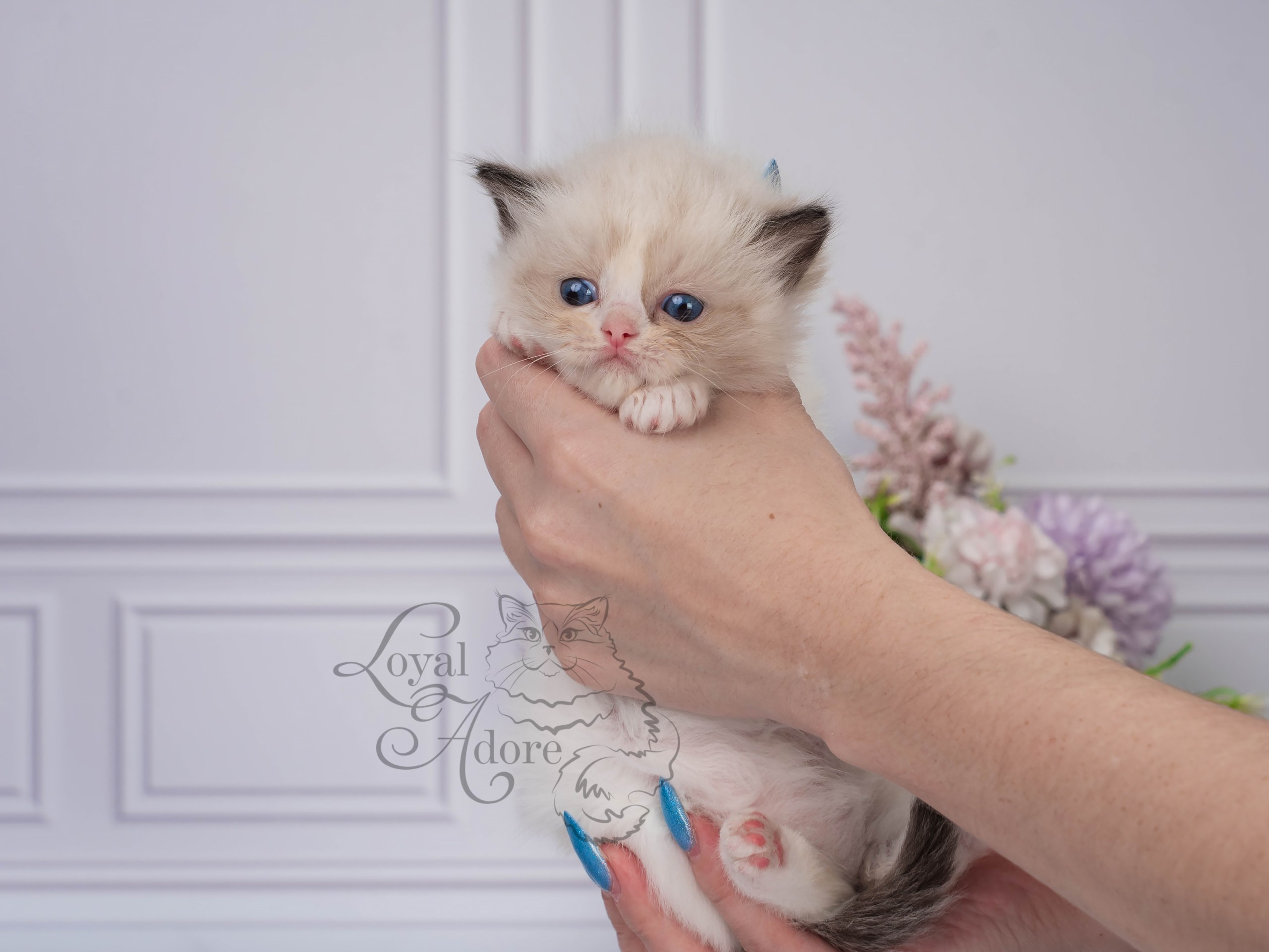 Котята рэгдолл от Loyal Adore. Питомник рэгдолл Loyal Adore