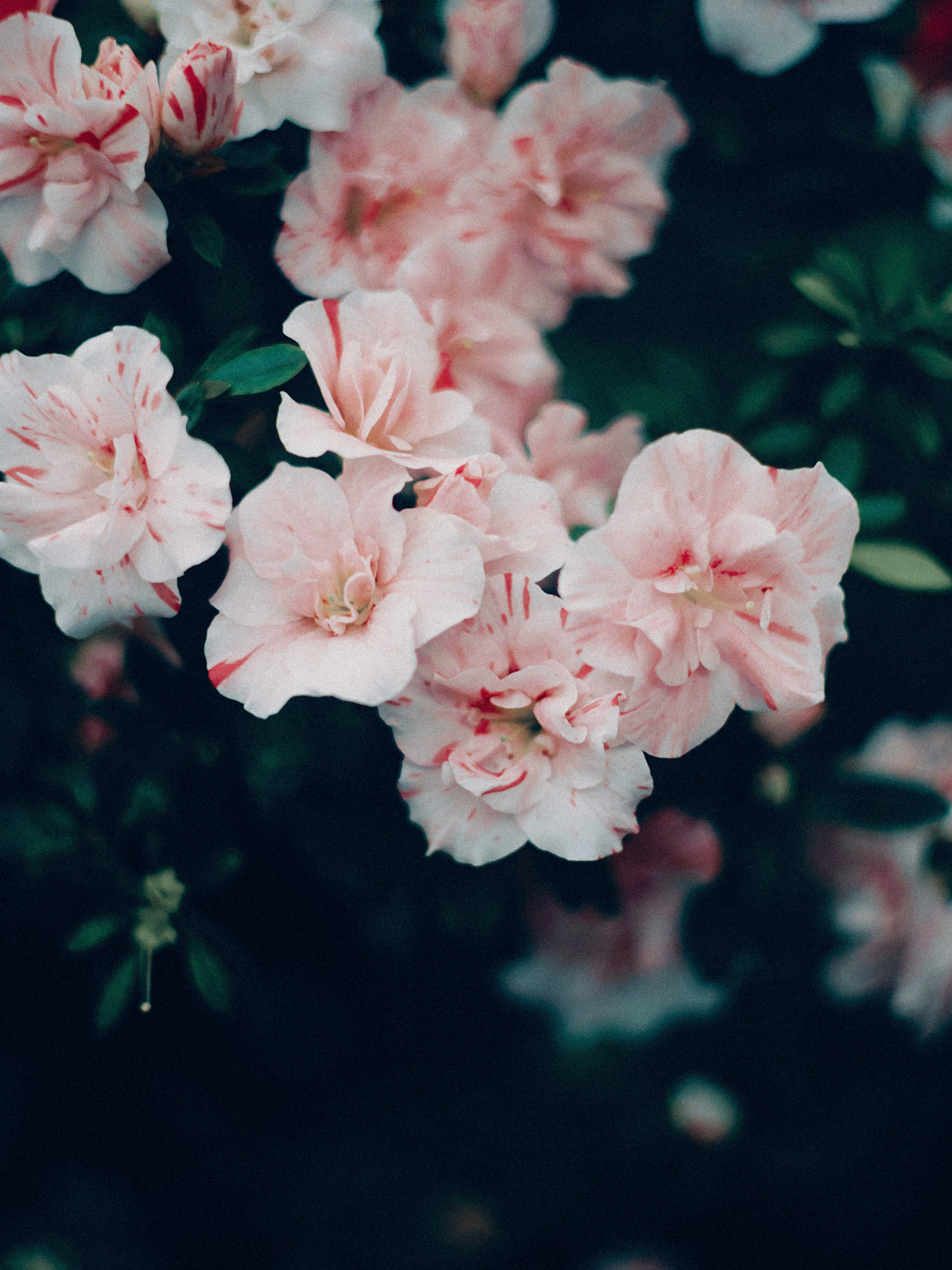 Botanical. Портретный и свадебный фотограф в Москве и Санкт-Петербурге. Учитель фотографии онлайн и оффлайн