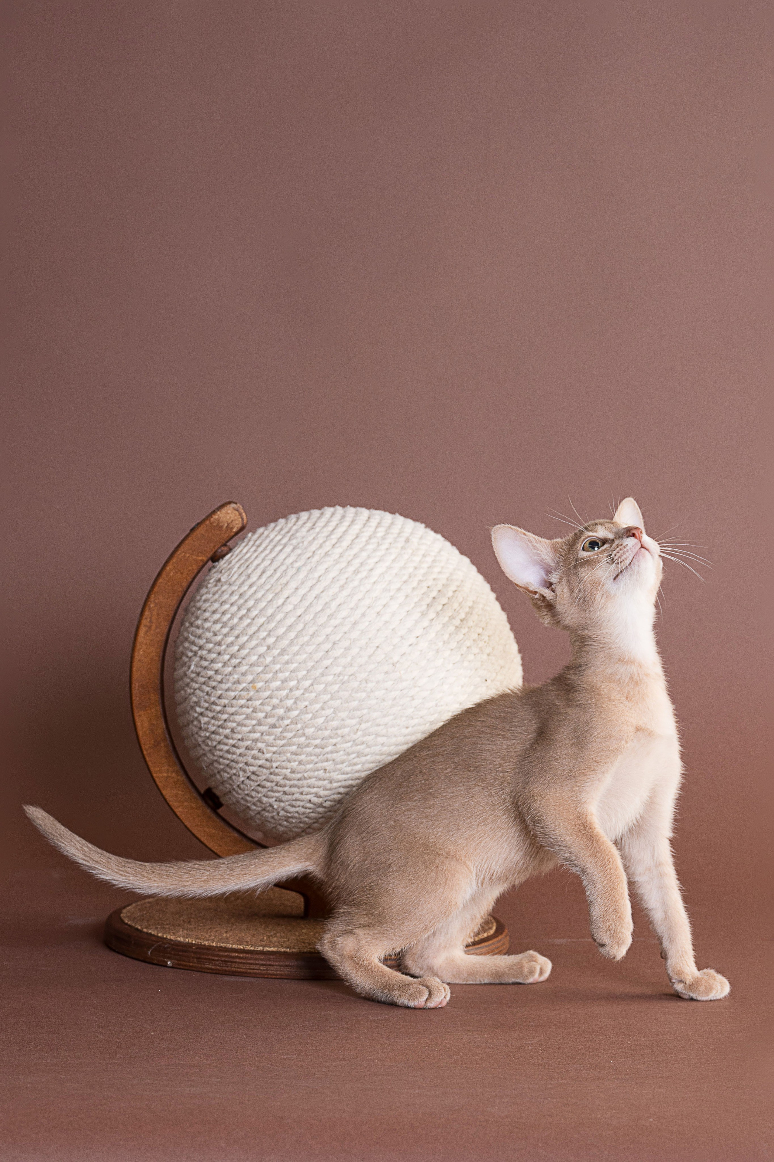 Съемка животных, фотосъемка животных для продажи, фотосъемка животных для объявлений, съемка животных для авито, съемка животных для выставки, съемка животных для каталога. Съемка собак, съемка кошек, съемка домашних животных, съемка домашних питомцев, фотосъемка щенков, фотосъемка котят