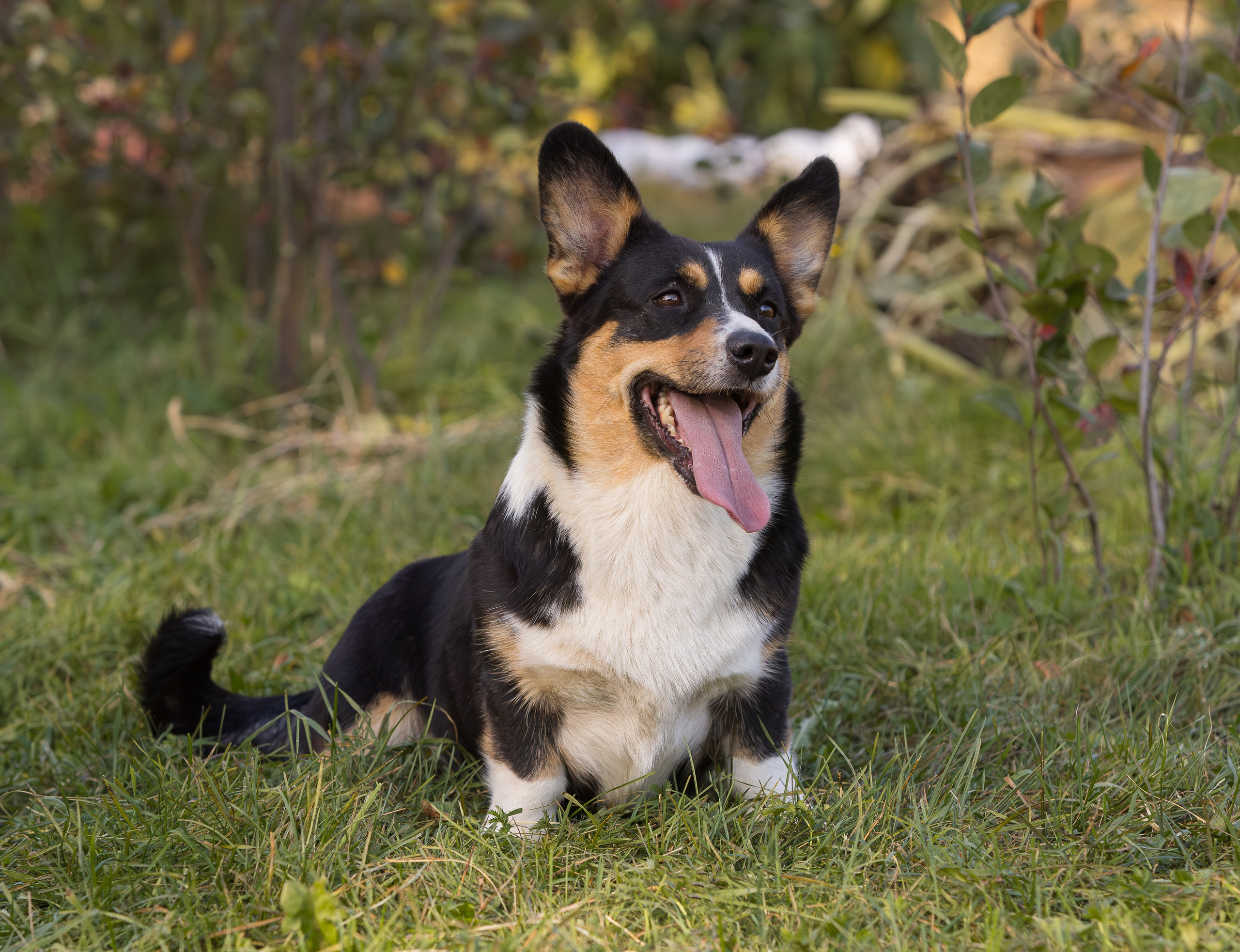 Корги и ВЕО осенью. Фотограф-анималист в Москве, МО и Владимире