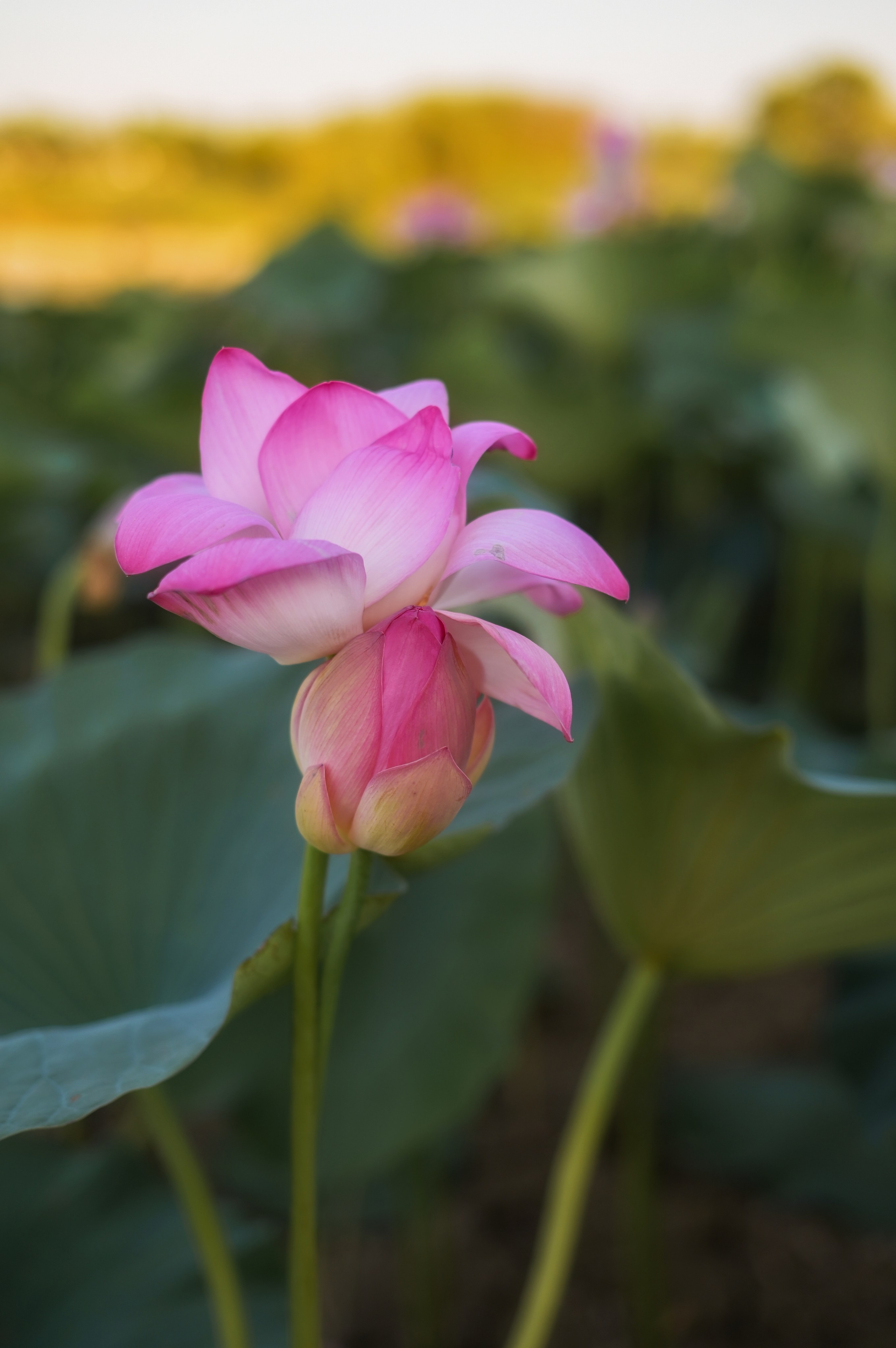 Лотосы. Семейный и детский фотограф Анапа