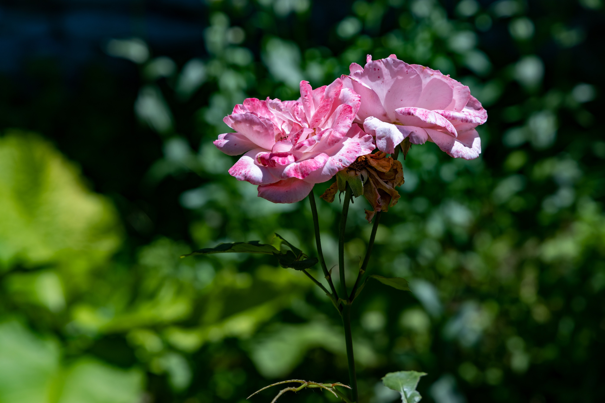 Сочи. Солох Аул. Репортажный, семейный и студийный фотограф в Москве Демин Алексей