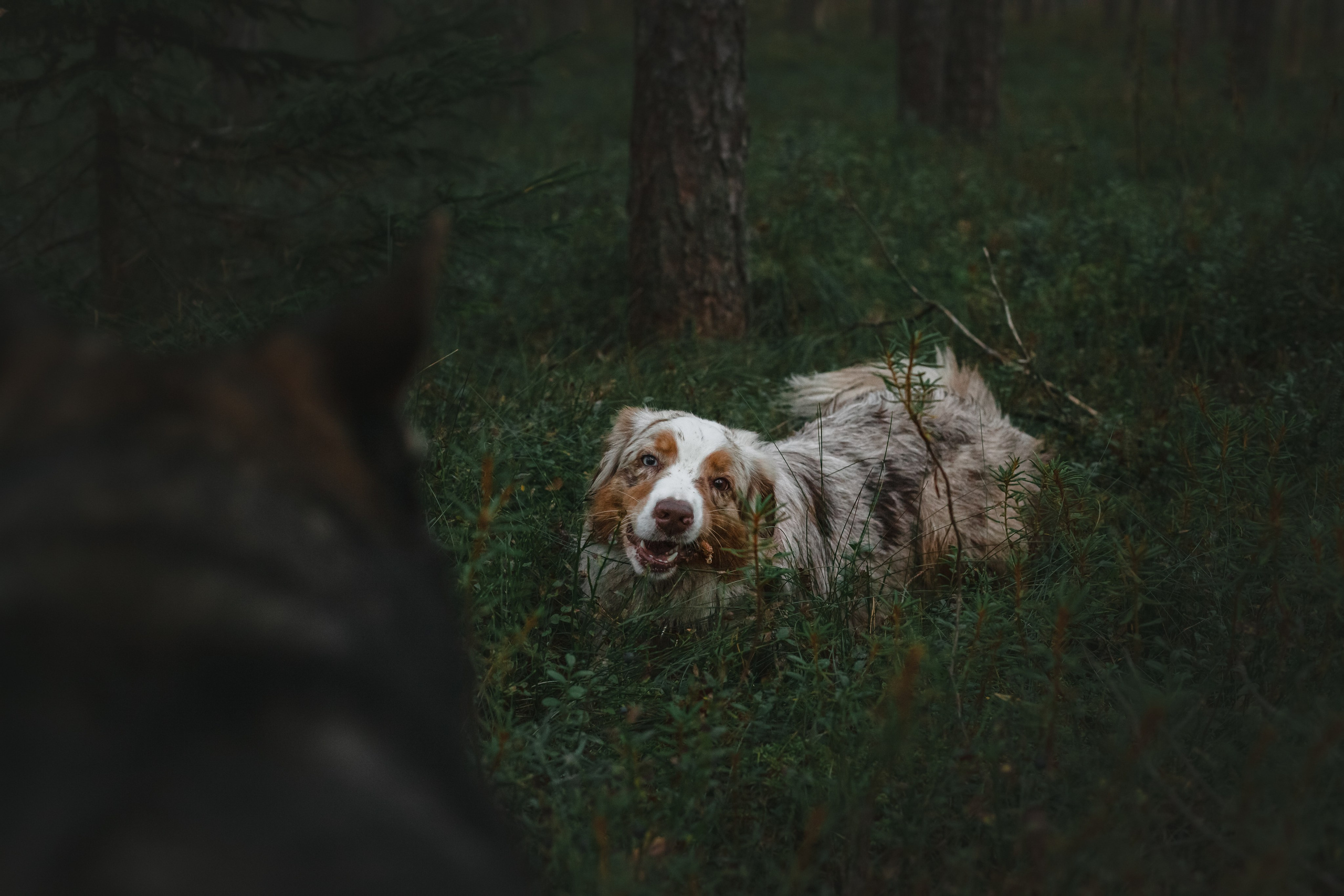 Фотопрогулка в Ленобласти. Фотограф-анималист Татьяна Степанова