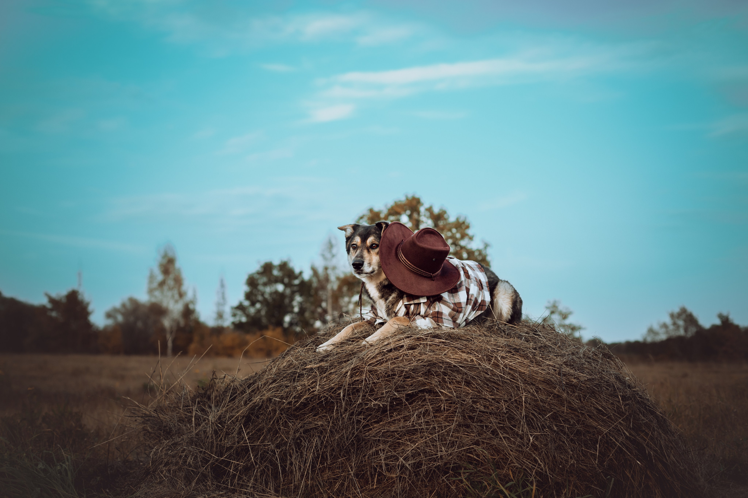 Кантри Дюк. Фотограф-анималист Татьяна Степанова