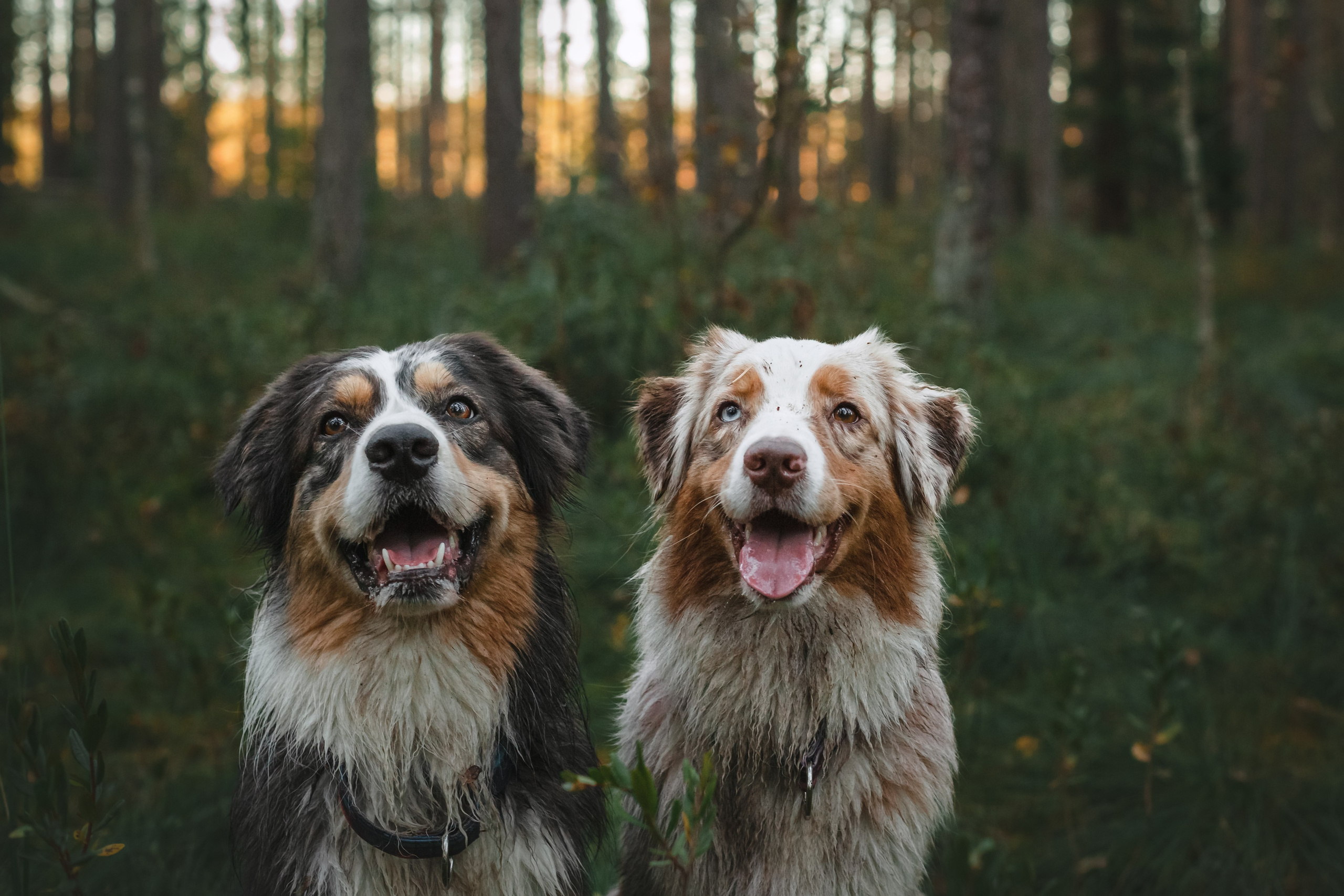 Фотопрогулка в Ленобласти. Фотограф-анималист Татьяна Степанова