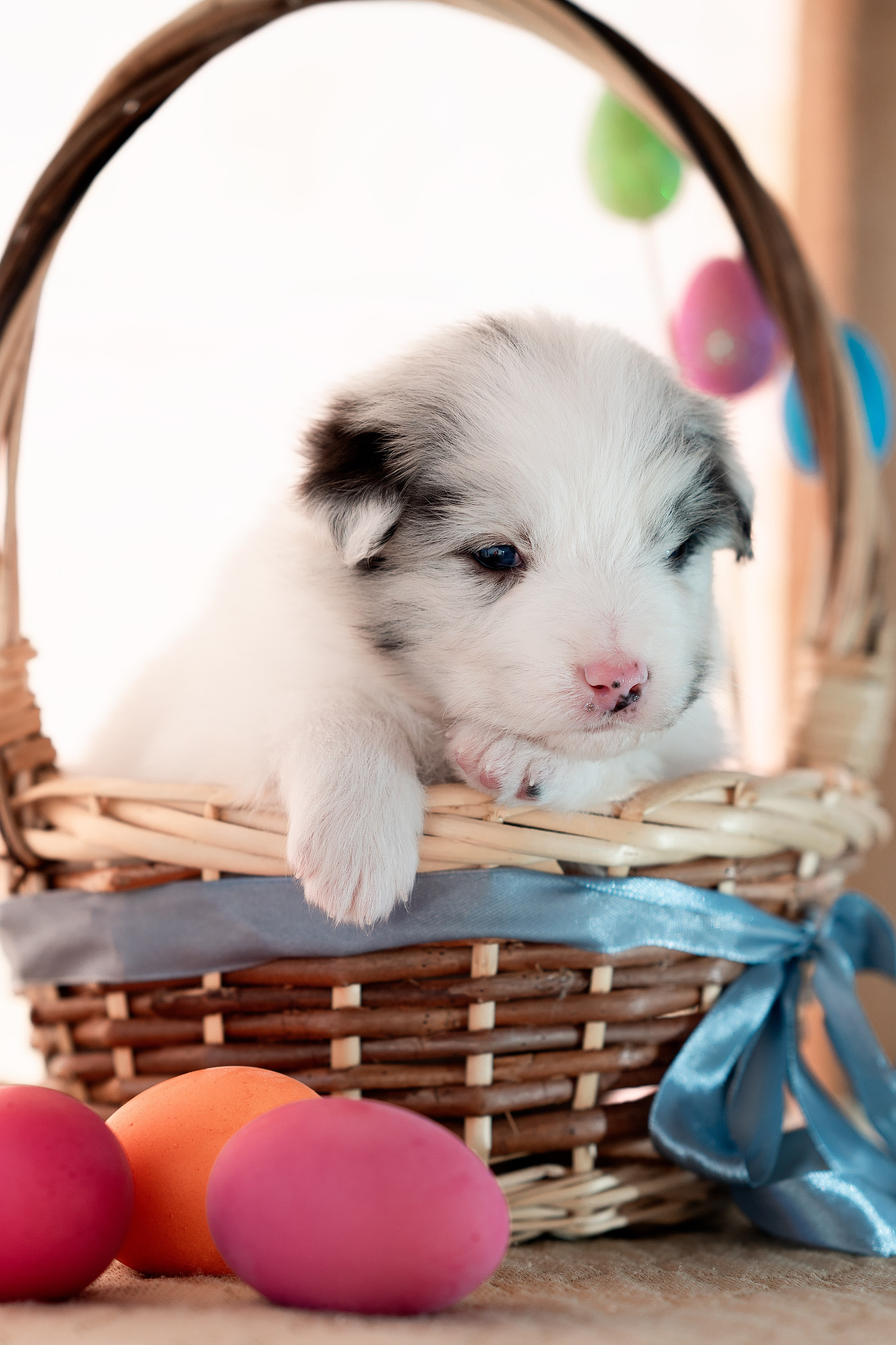 Заводчик Влада Эльман. Творческий фотограф Вологда