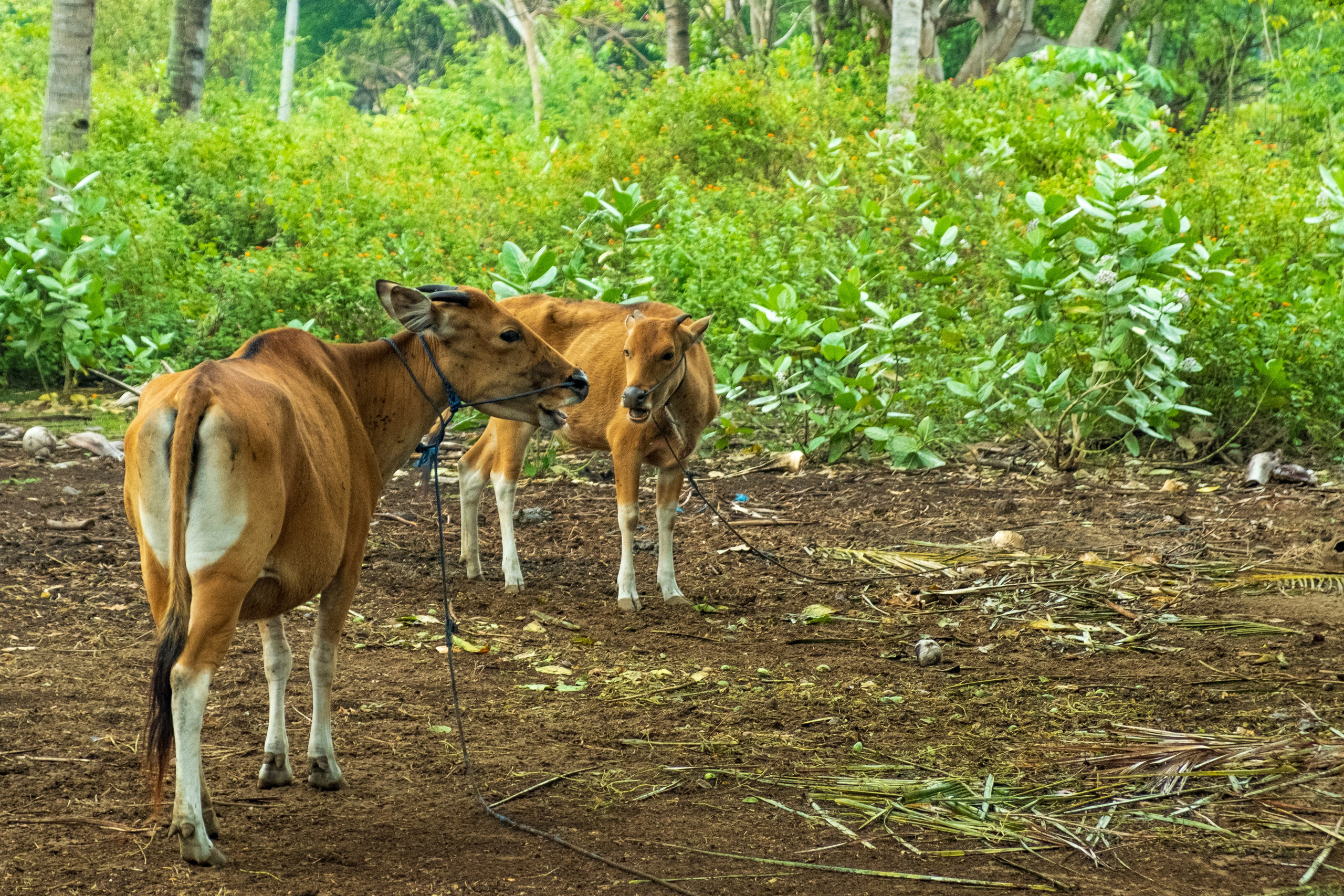 Остров Гили Эйр. Фотографии из путешествий