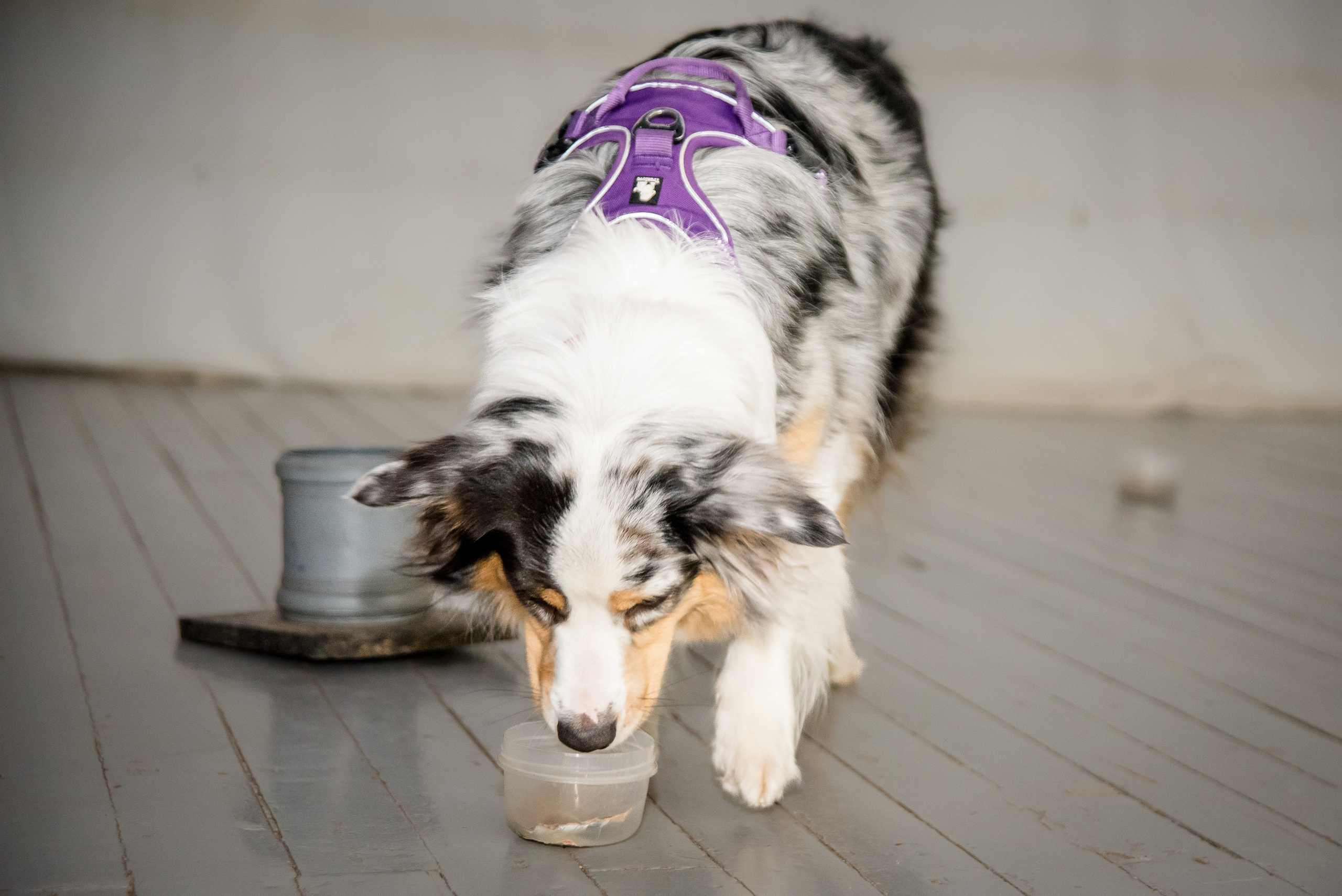 Фотосъёмка с собаками в Кинологическом лагере. Фотограф Макс Огурцов в Нижнем Новгороде