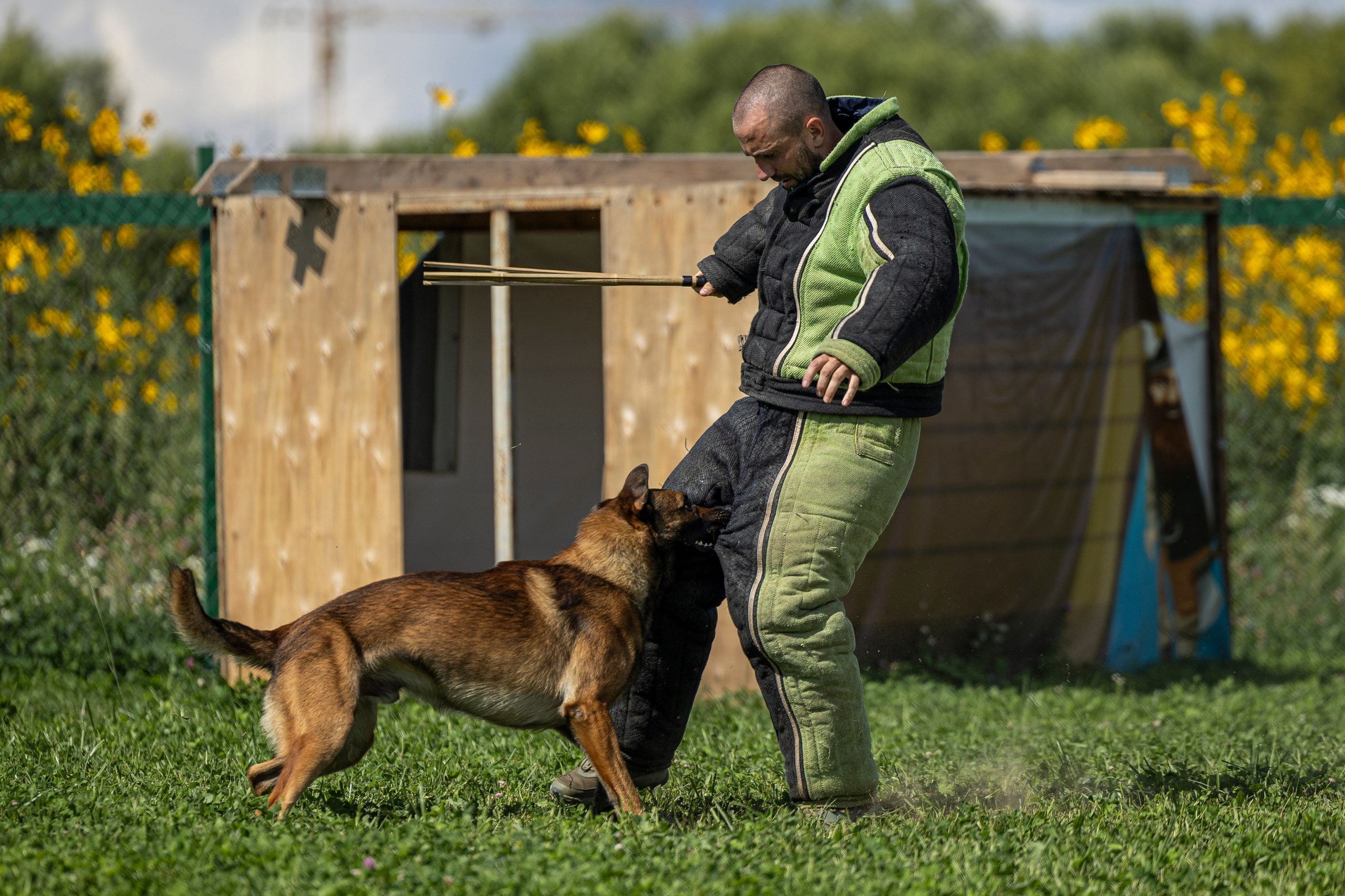 Соревнования по Мондьорингу г. Вологда 10-11.08.2024. Фотограф-анималист Анна Маринич