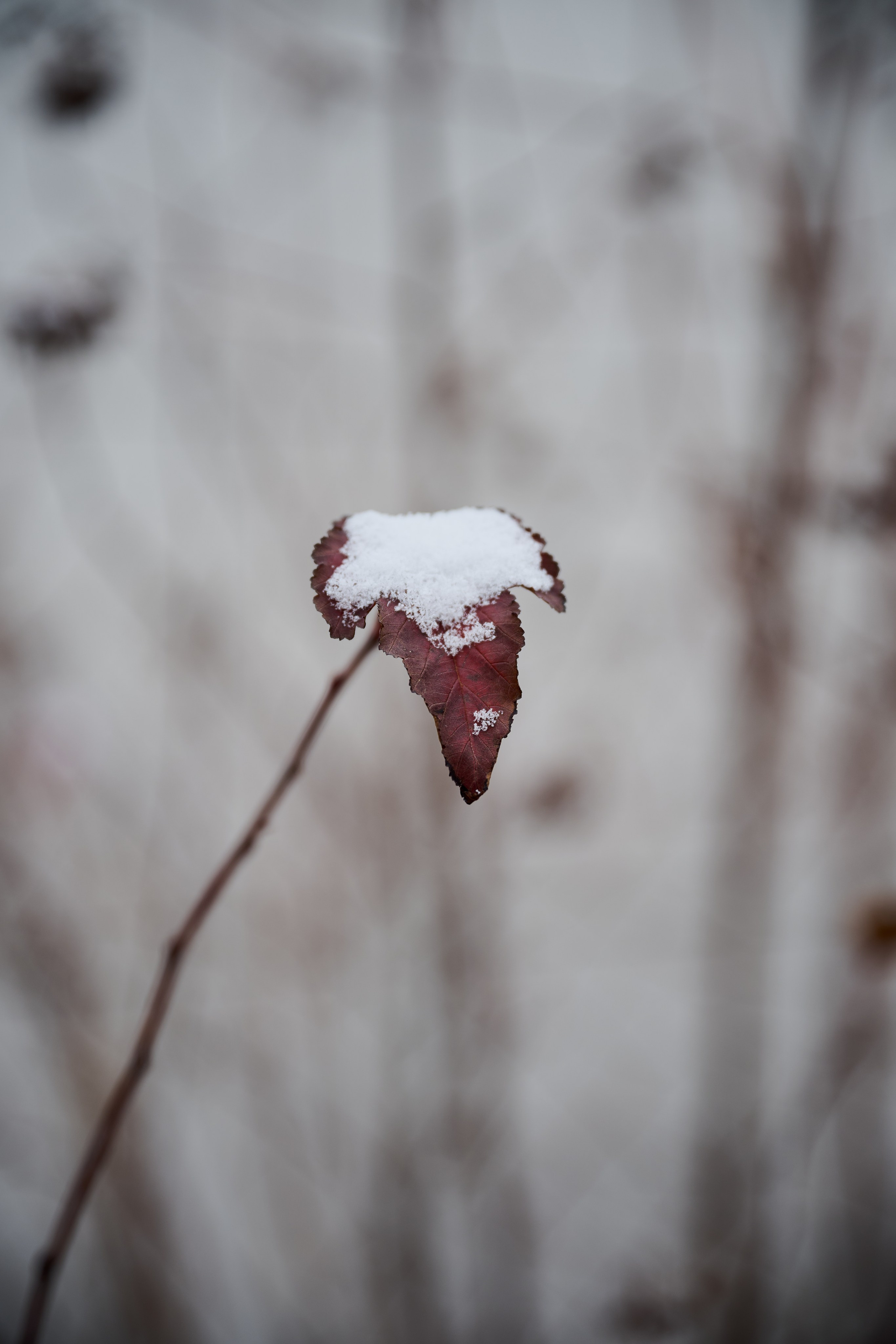 Северодонецк (Луганская область). Декабрь 2024. Фотограф Роман Адлер
