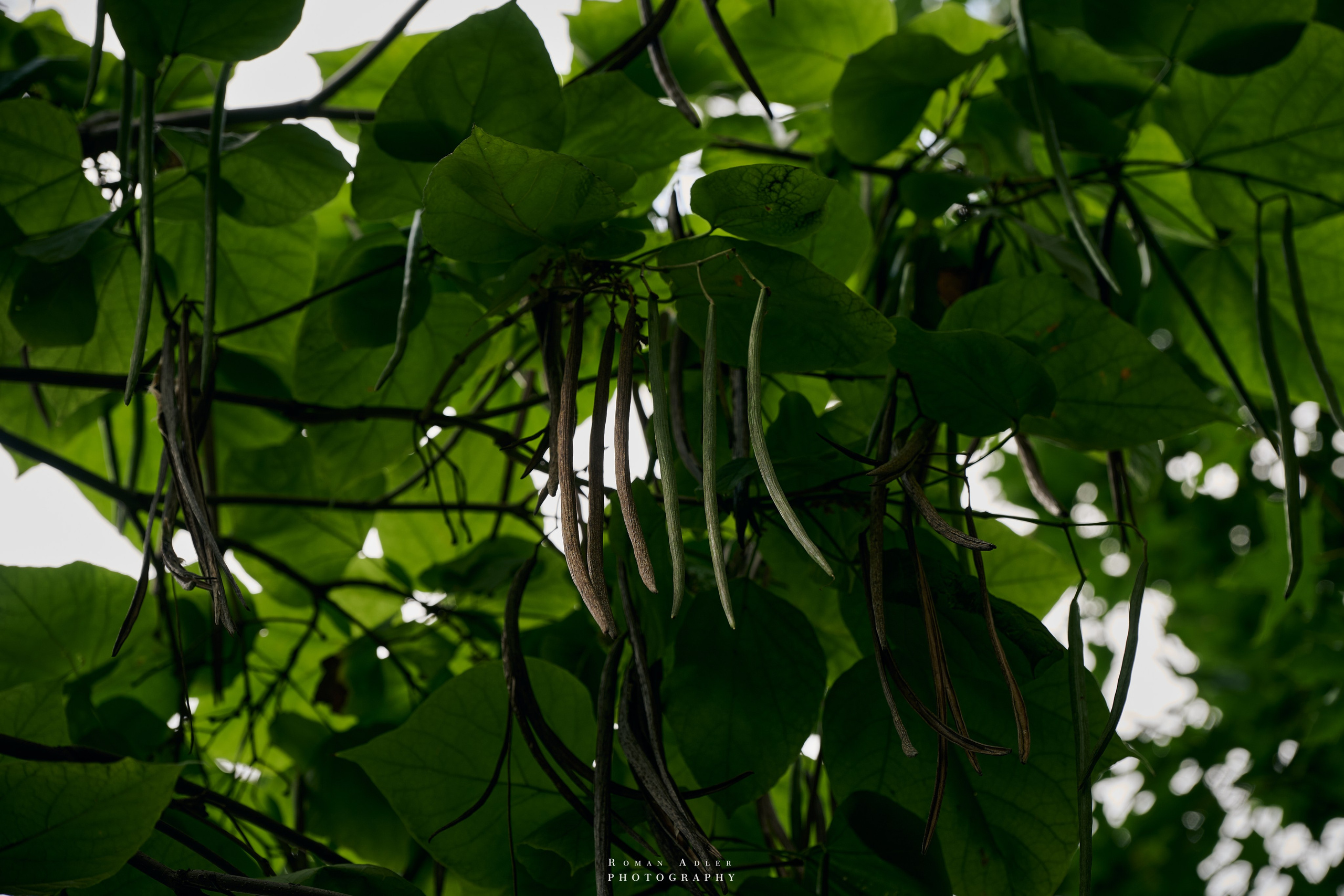 Воронеж. Август 2024. Фотограф Роман Адлер