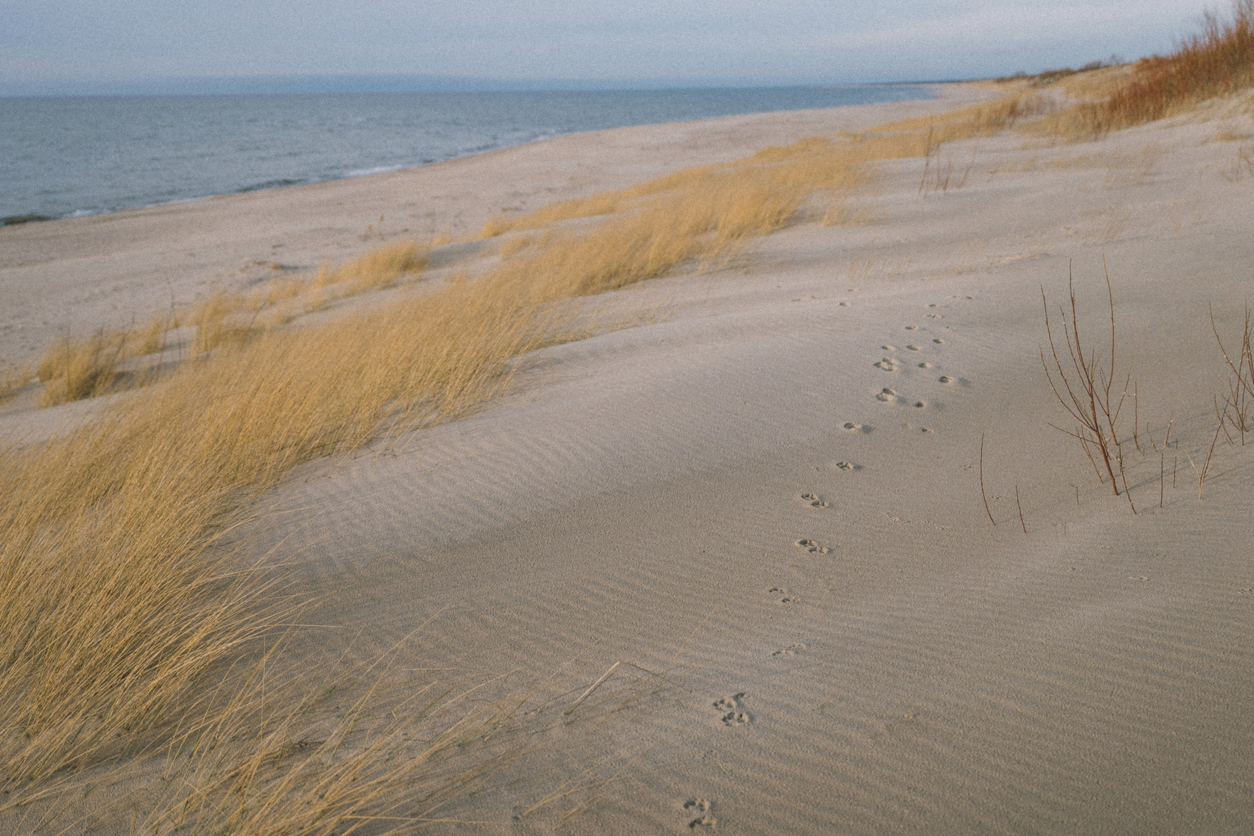 Александра и Данил. Фотограф Калининград Ангелина Воробьева