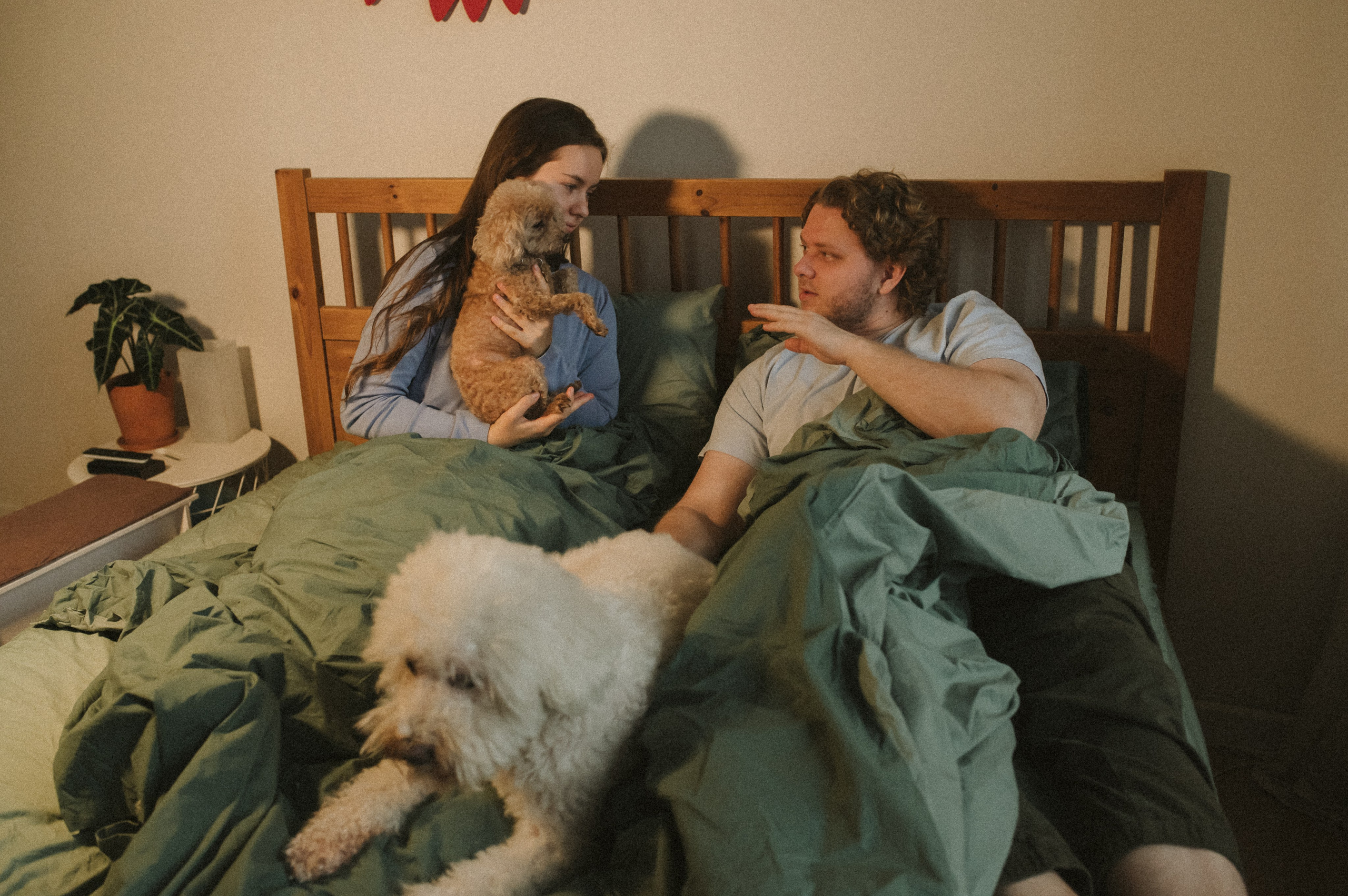 Ання и её кудрявая команда. Фотограф анималист в Москве Ольга Агушева