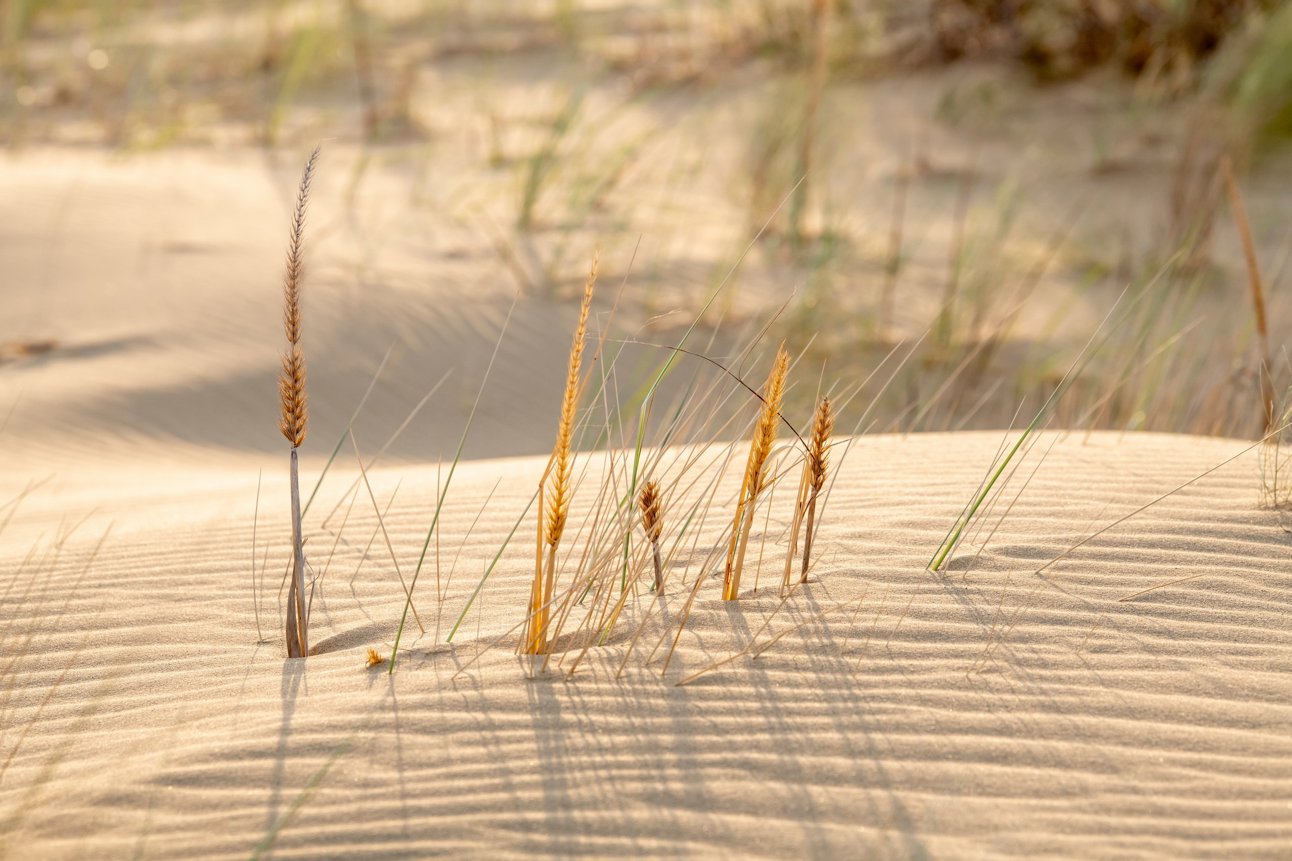Природа Дагестана, сентябрь 2024. Foto-Zuev фотография как искусство