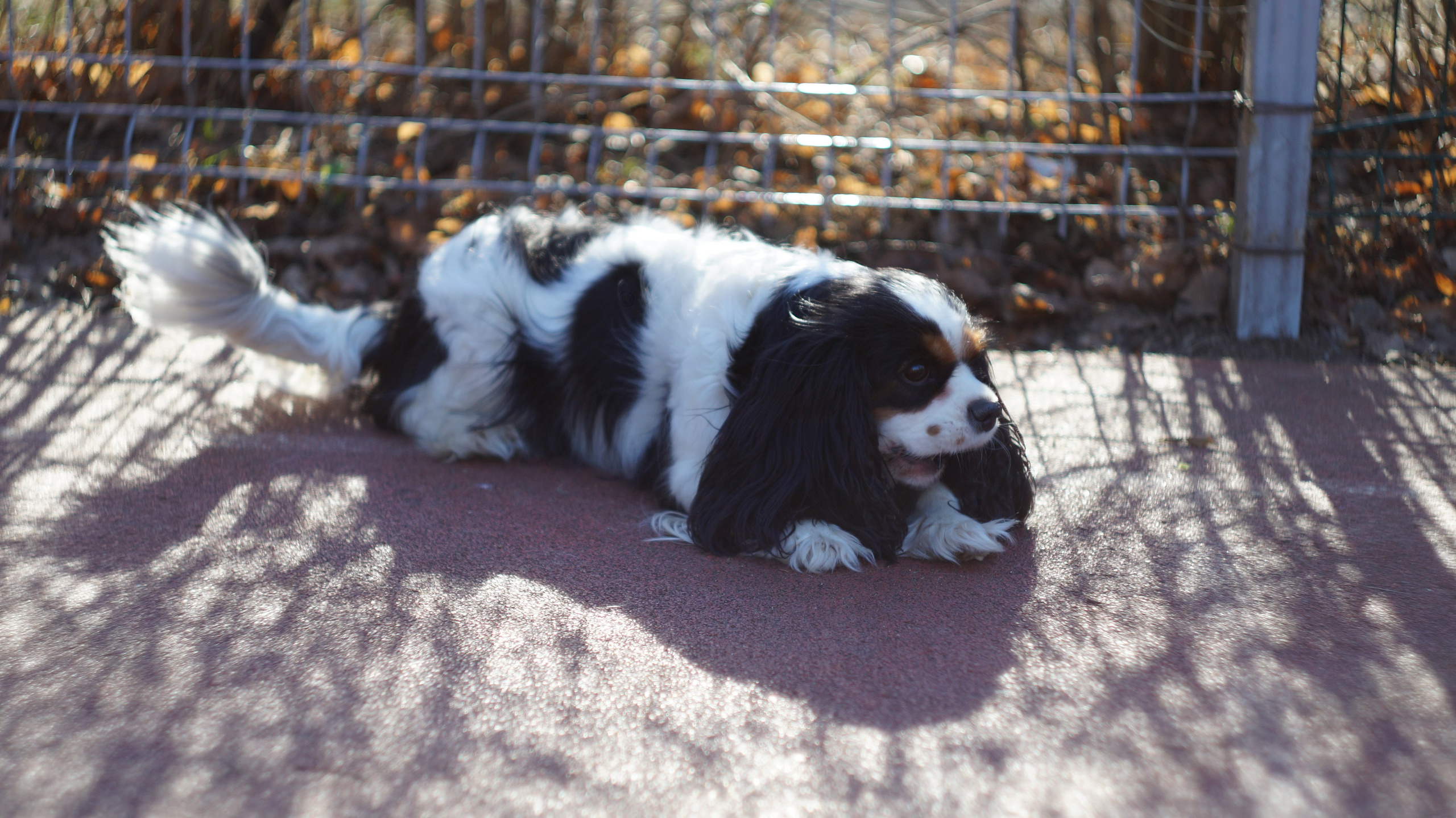 Dogs street. Профессиональный фотограф