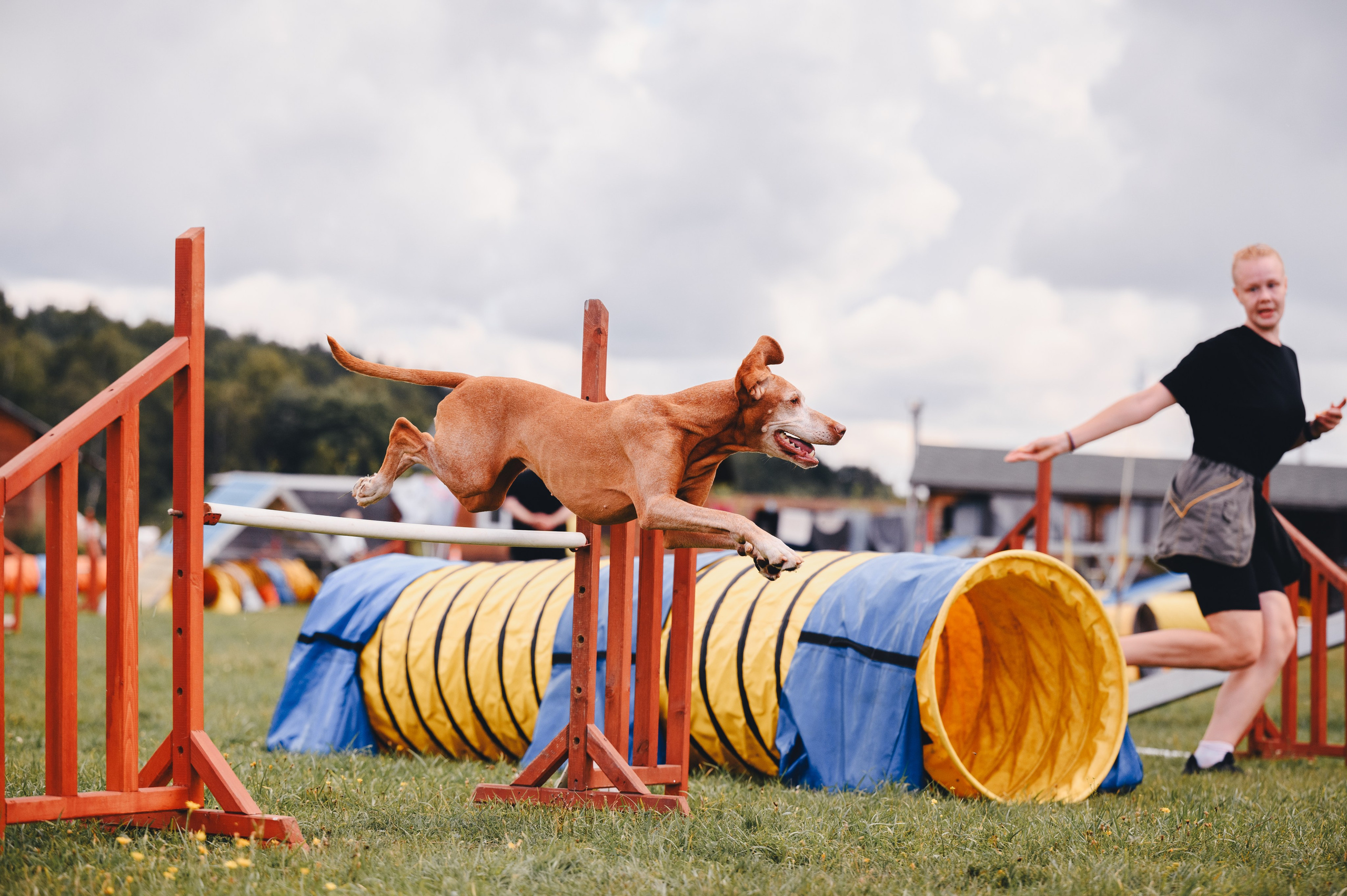 Аджилити. Семейный фотограф анималист Ананьева Мария — Москва
