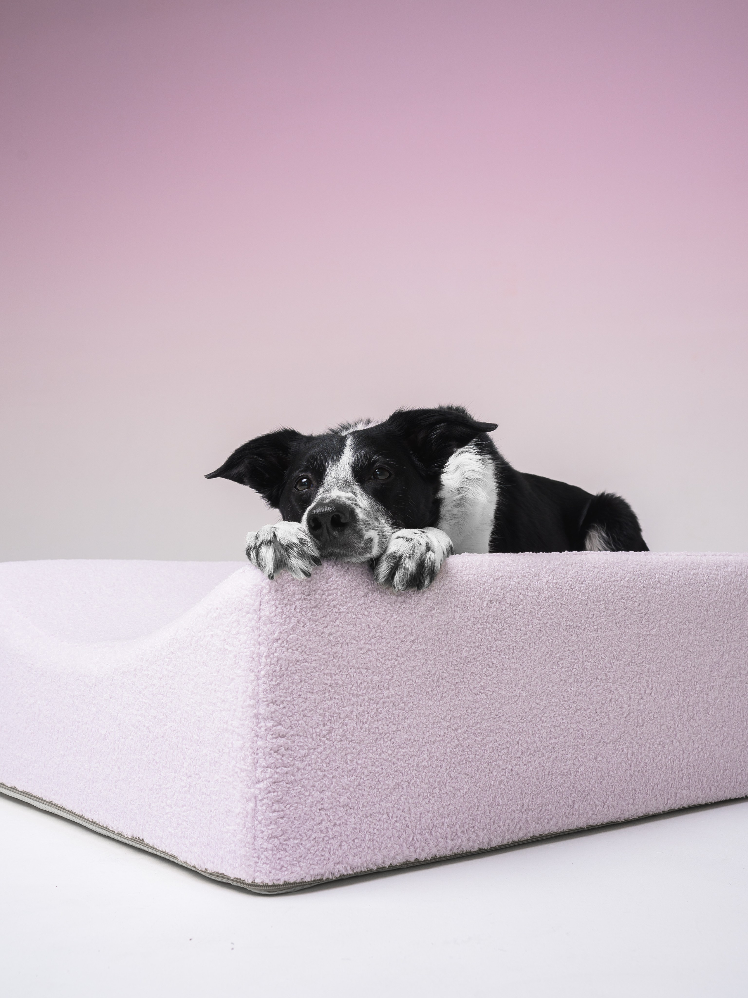 Chilldog. Семейный фотограф анималист Ананьева Мария — Москва