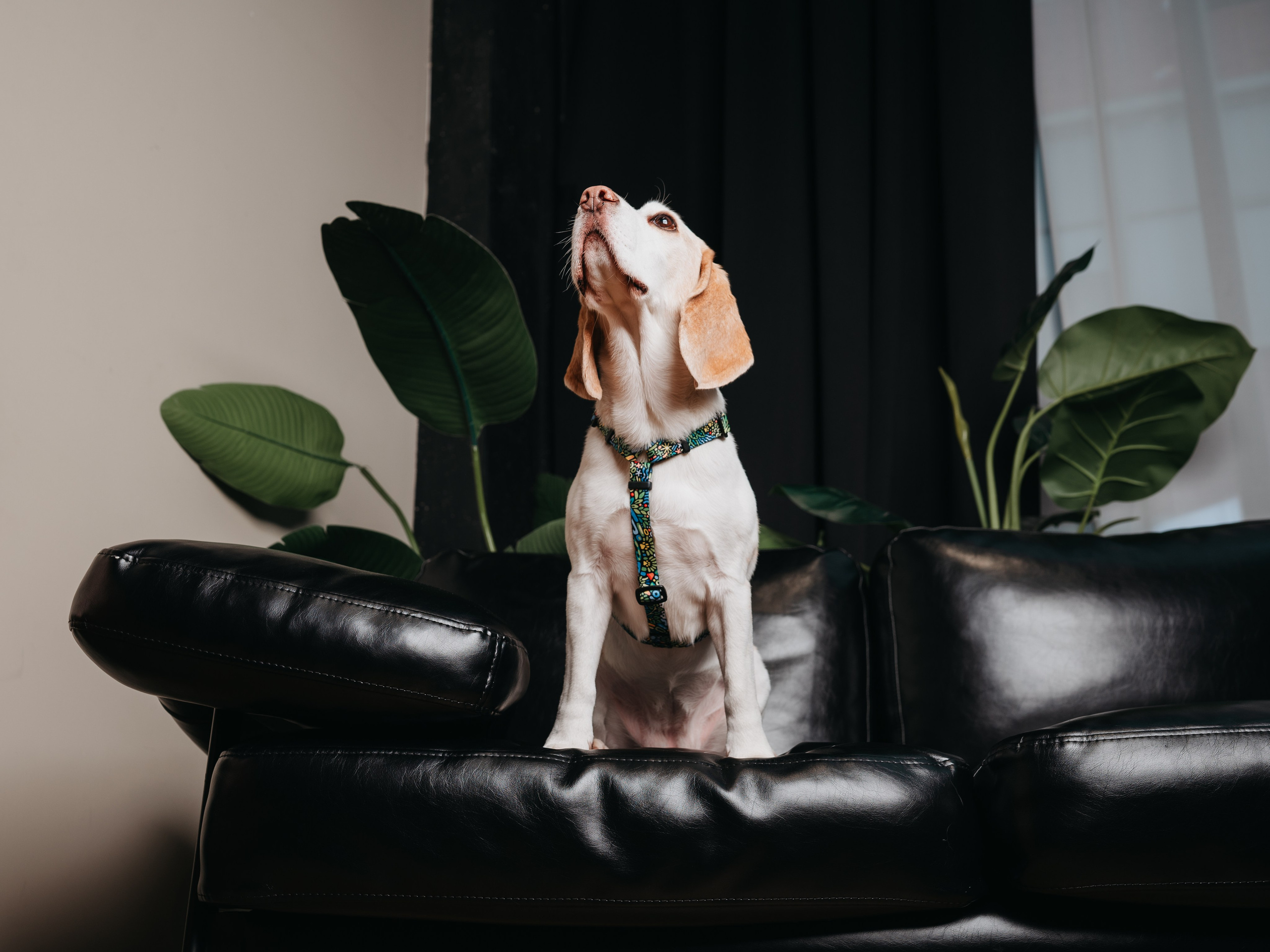 Cosmodog. Амуниция. Семейный фотограф анималист Ананьева Мария — Москва