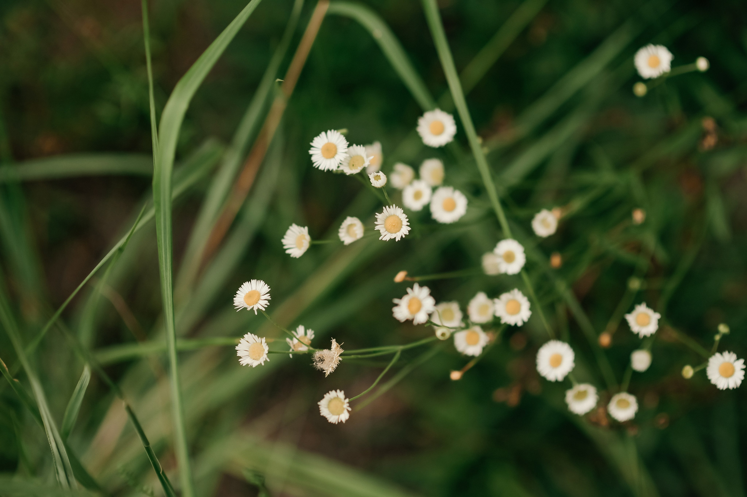 Полина & Алексей. Семейный фотограф Олеся Батурина Рязань