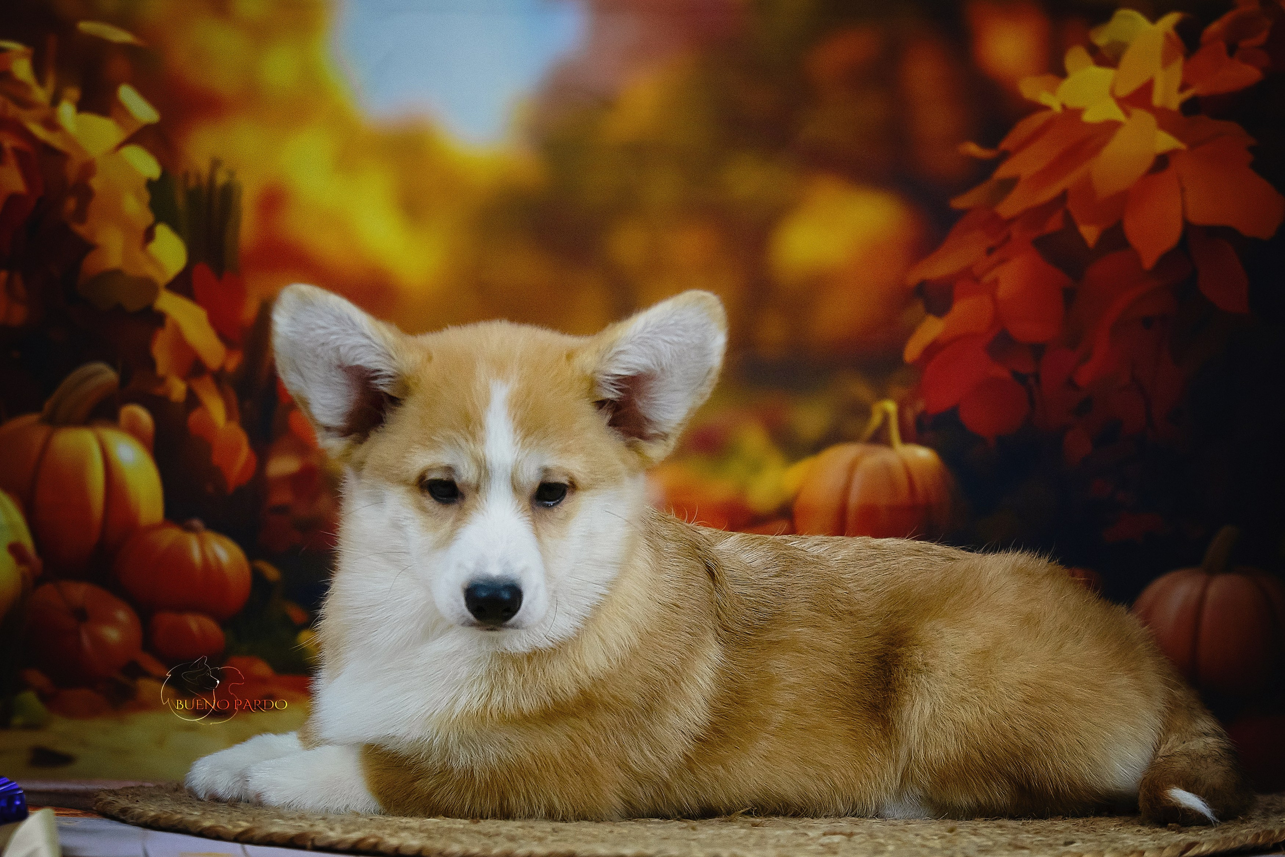 А — Кола и Цесей. Kawaii Kuma питомник собак пород Корги пемброк, Акита ину, Сиба