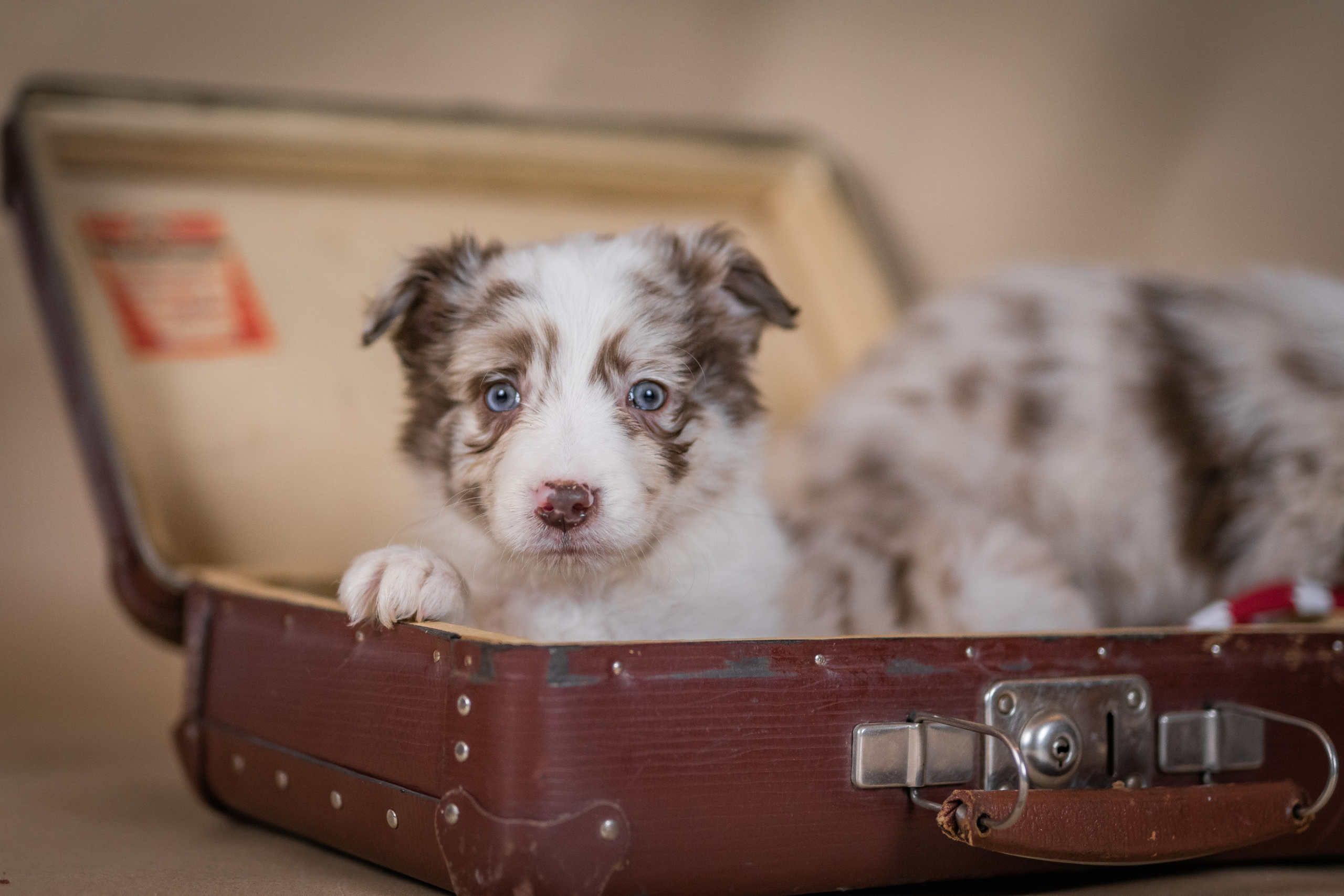 Фритсвит. Семейный фотограф Ефремова Виктория