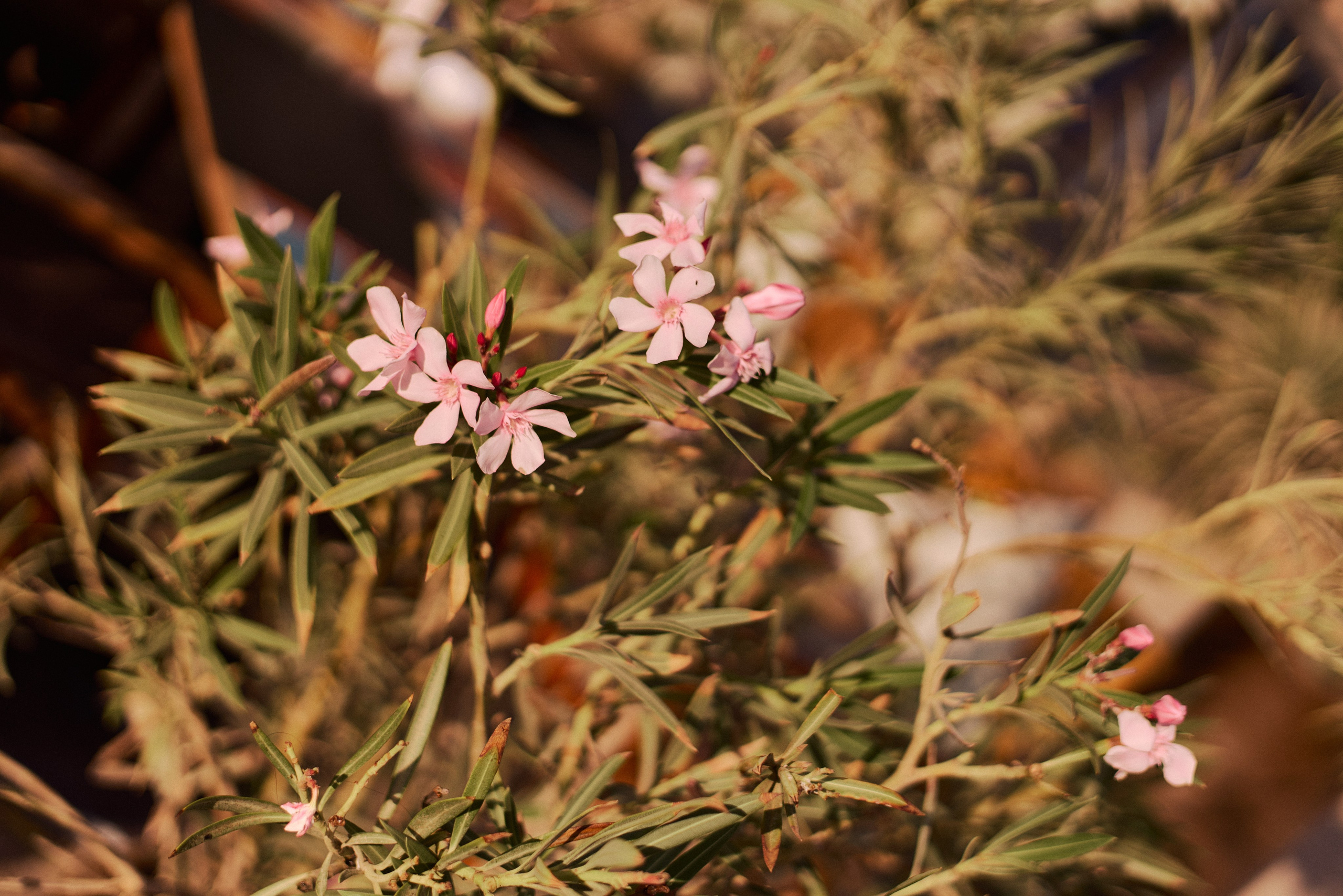 Другое 3. Jorgis — фотограф в Хургаде / обучение фотографии