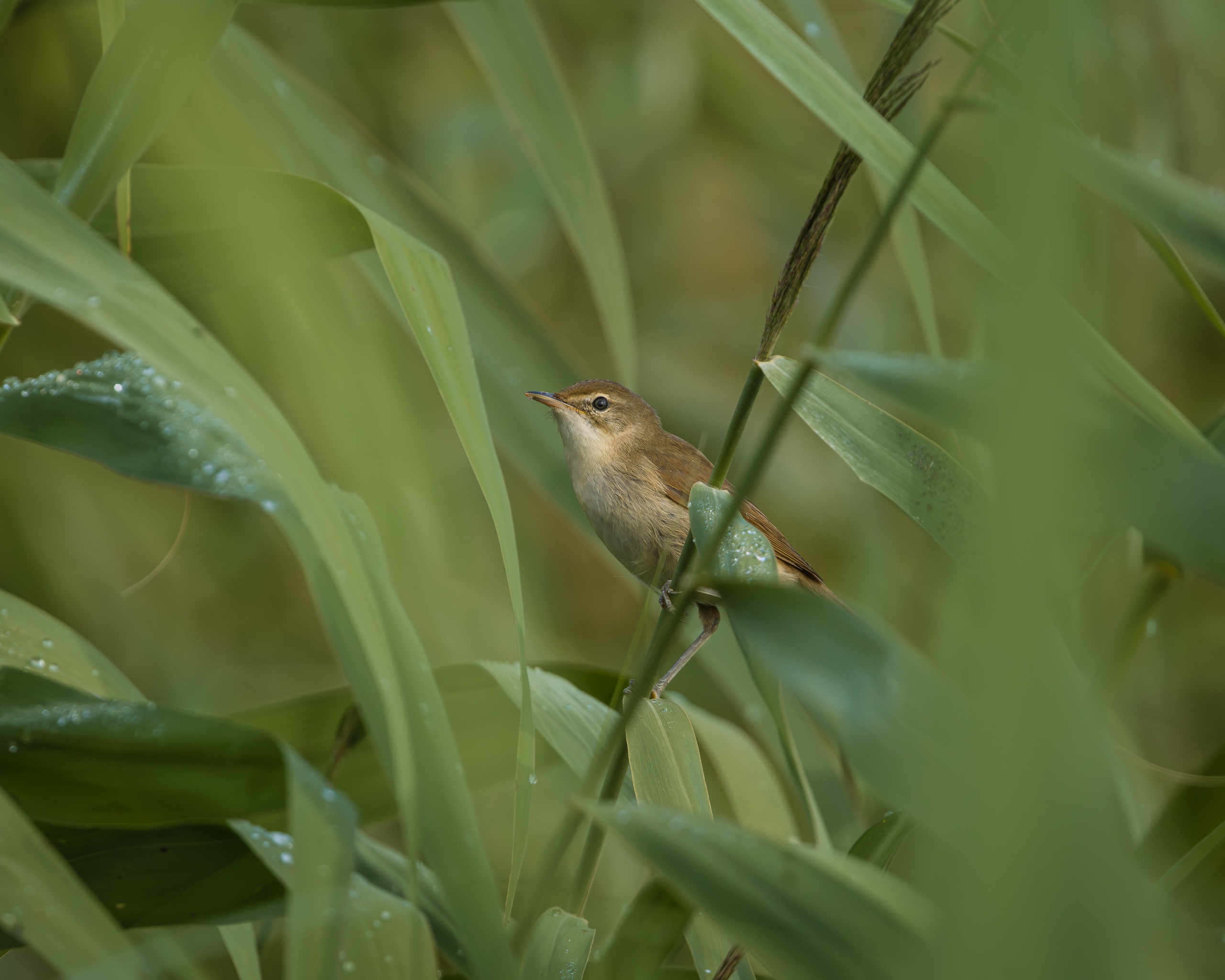 Voronezh 2026. Anton Chernov | Wildlife photographer