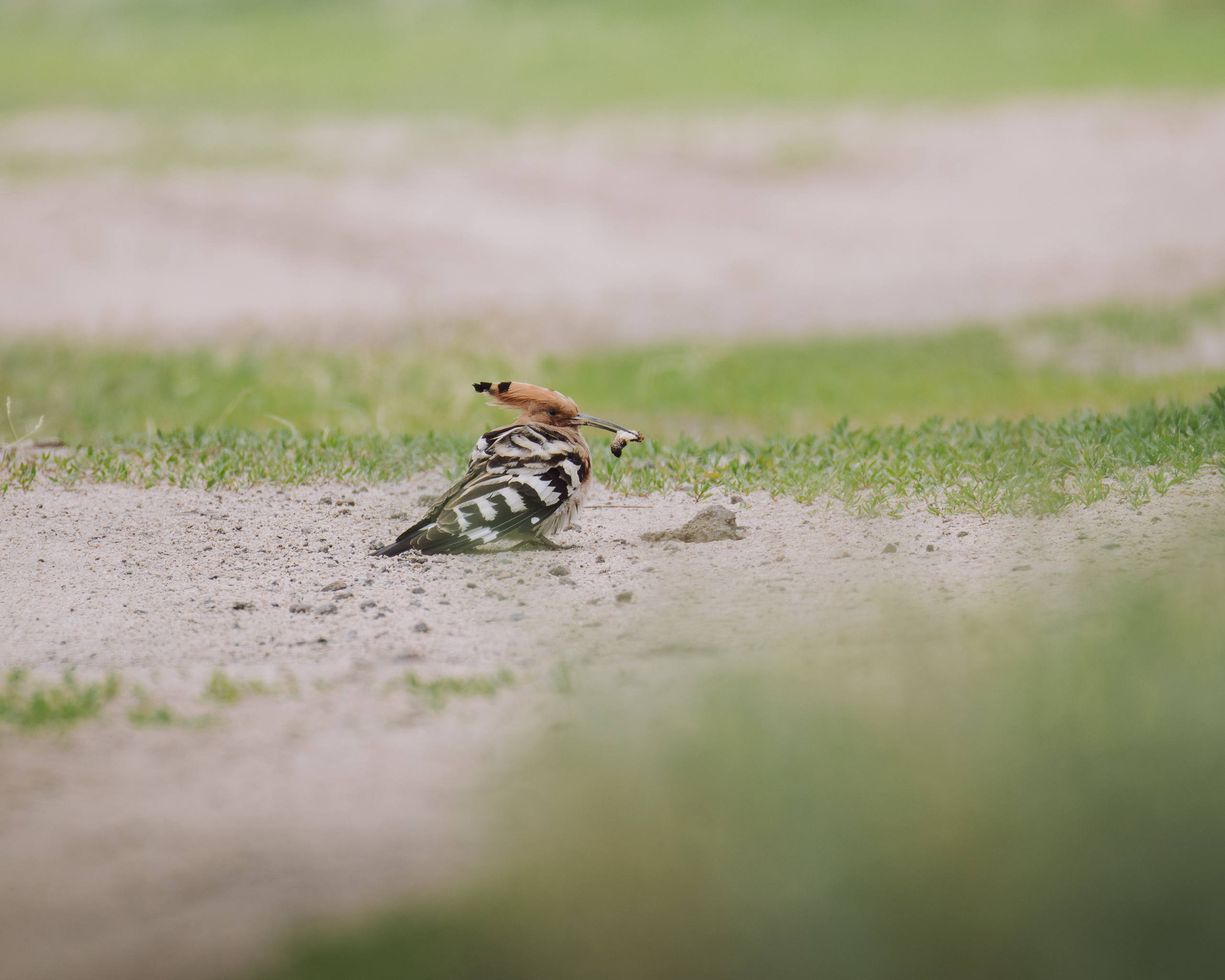 Voronezh 2026. Anton Chernov | Wildlife photographer