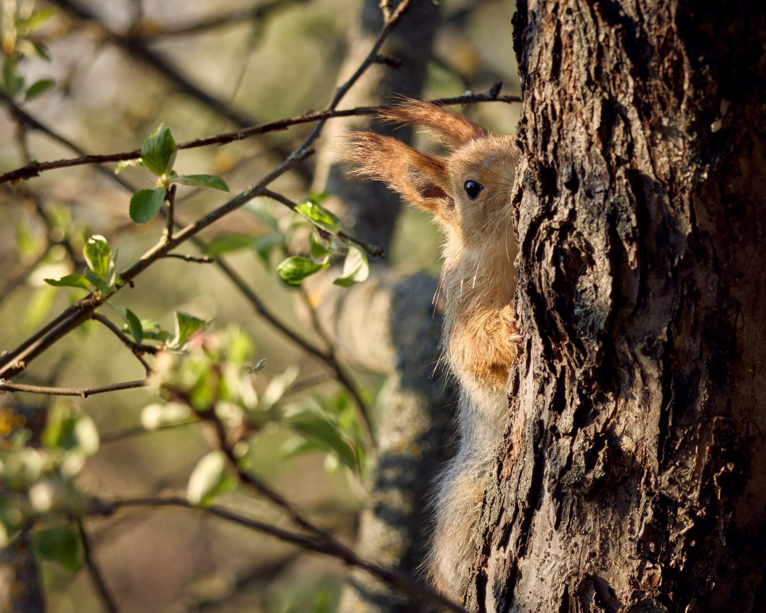 Lipetsk 2024. Anton Chernov | Wildlife photographer