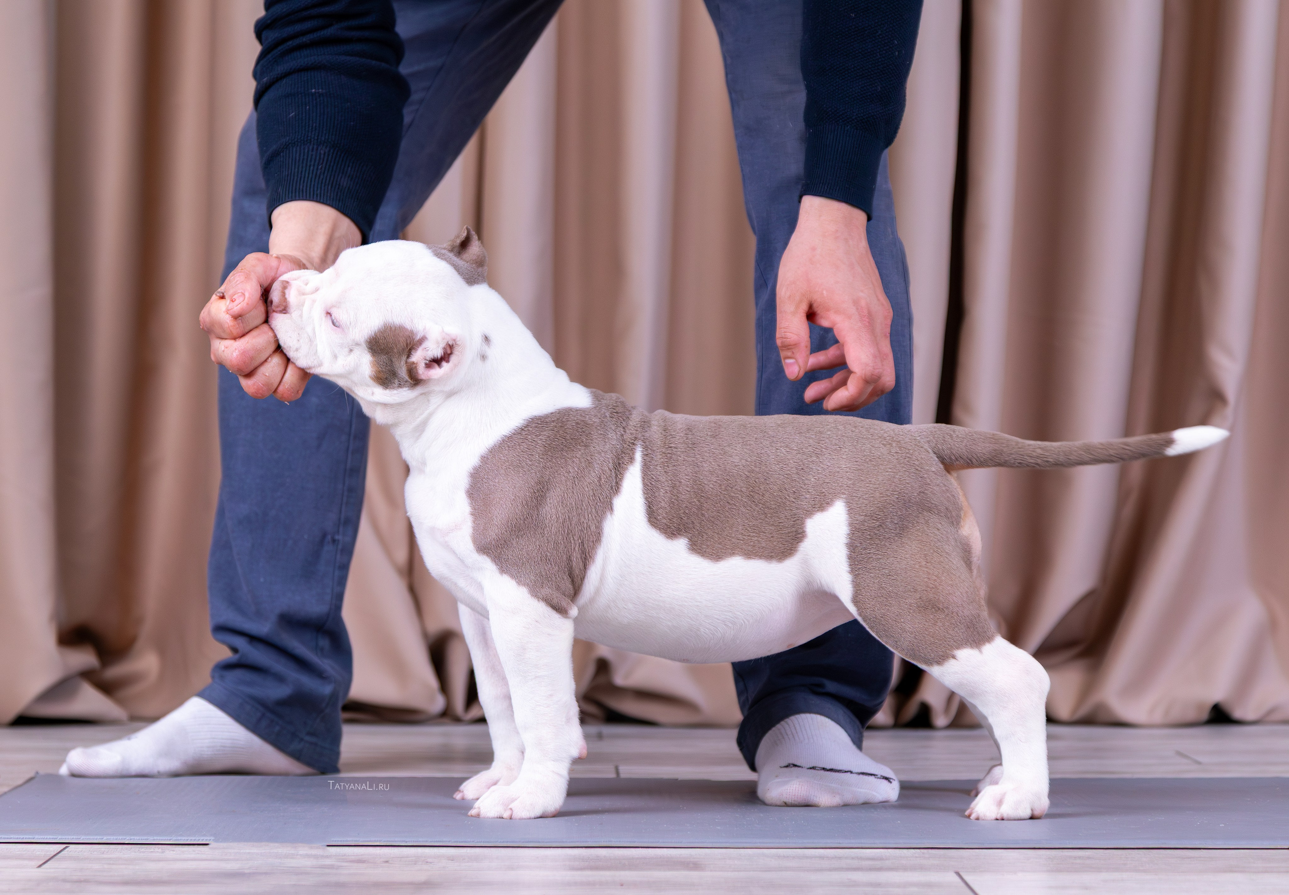 Американский булли. Фотограф — анималист Татьяна Ли