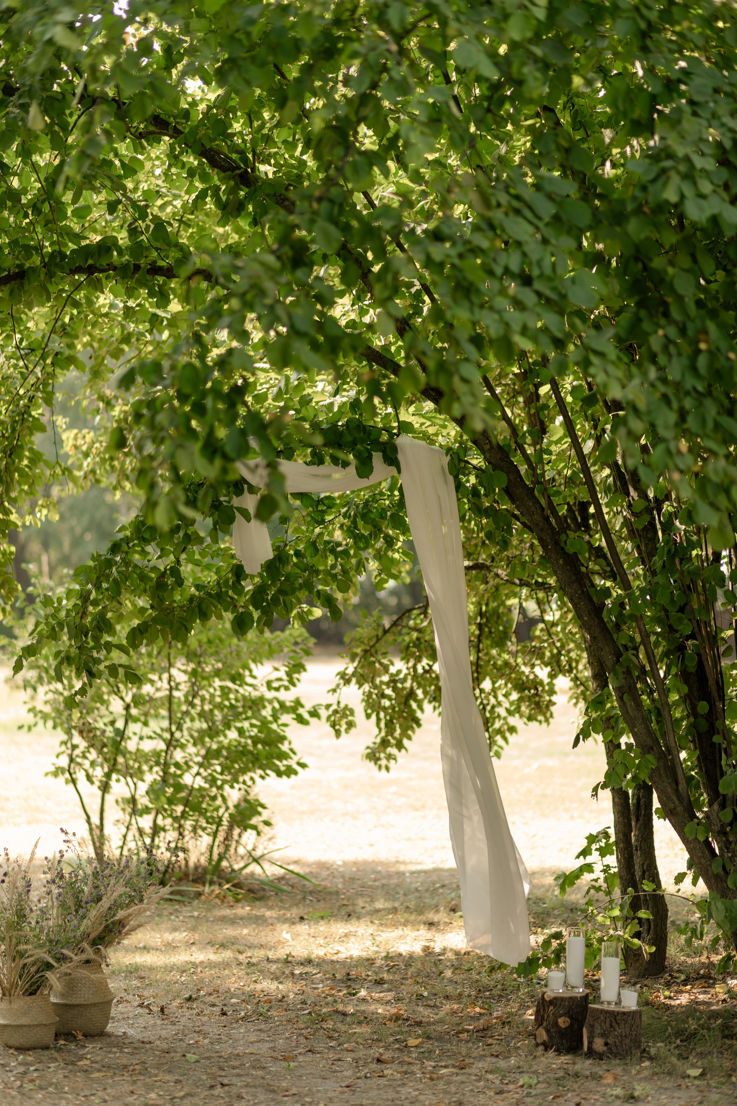 Виноградники. Dima Lemeshevsky