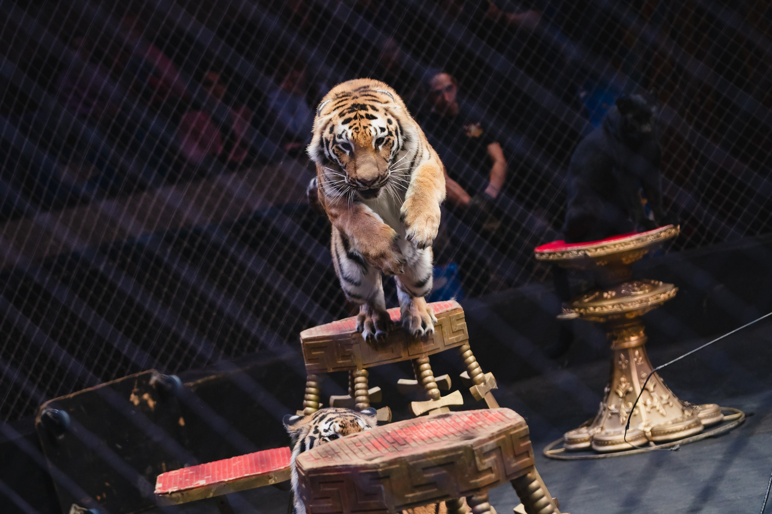 5 Континентов — Открытая репетиция. Воробьева Ксения — Спортивный и танцевальный фотограф Новосибирск