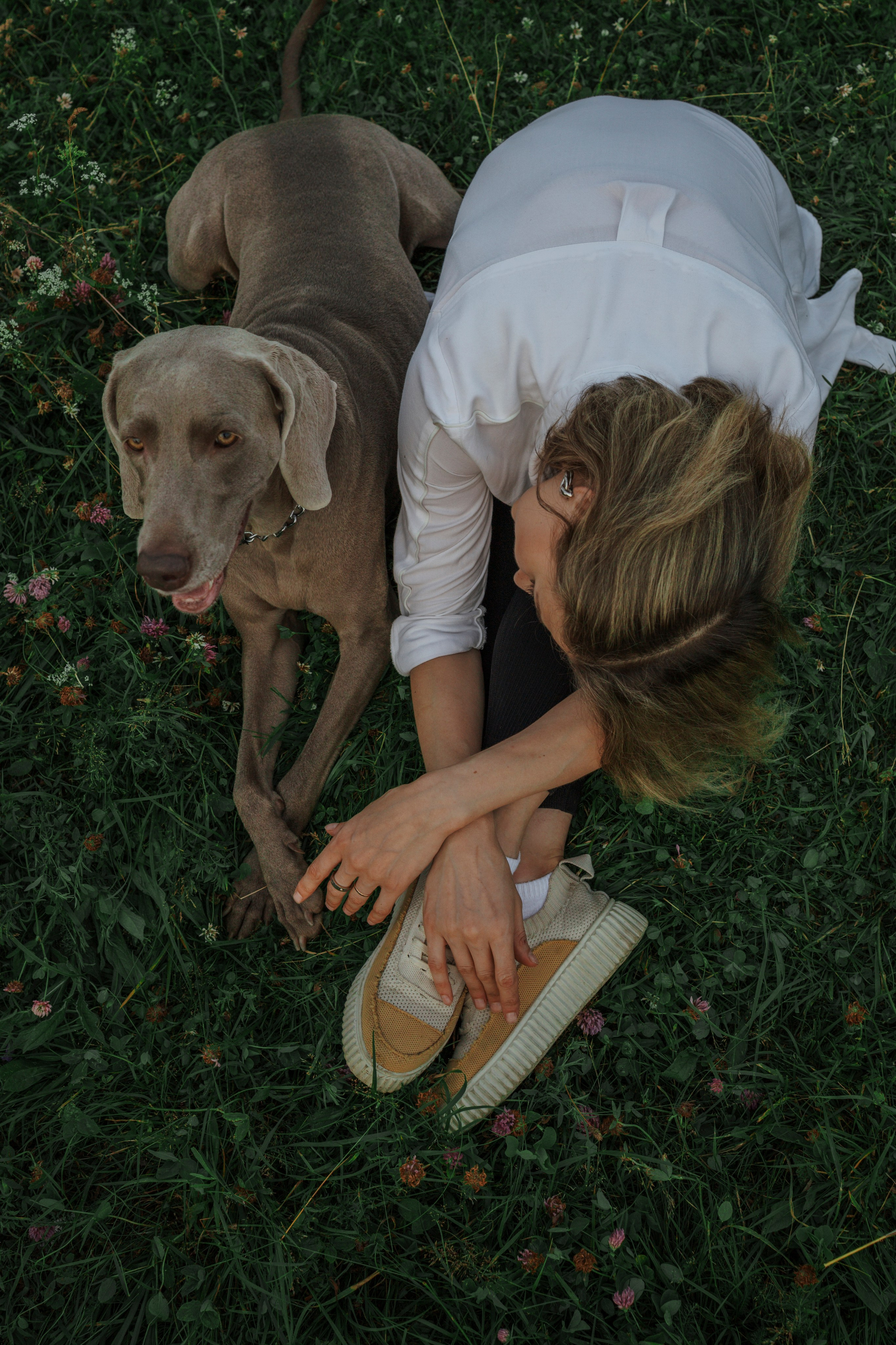 Маргарита и веймаранеры. Фотограф-анималист в Санкт-Петеребурге Титова Алиса
