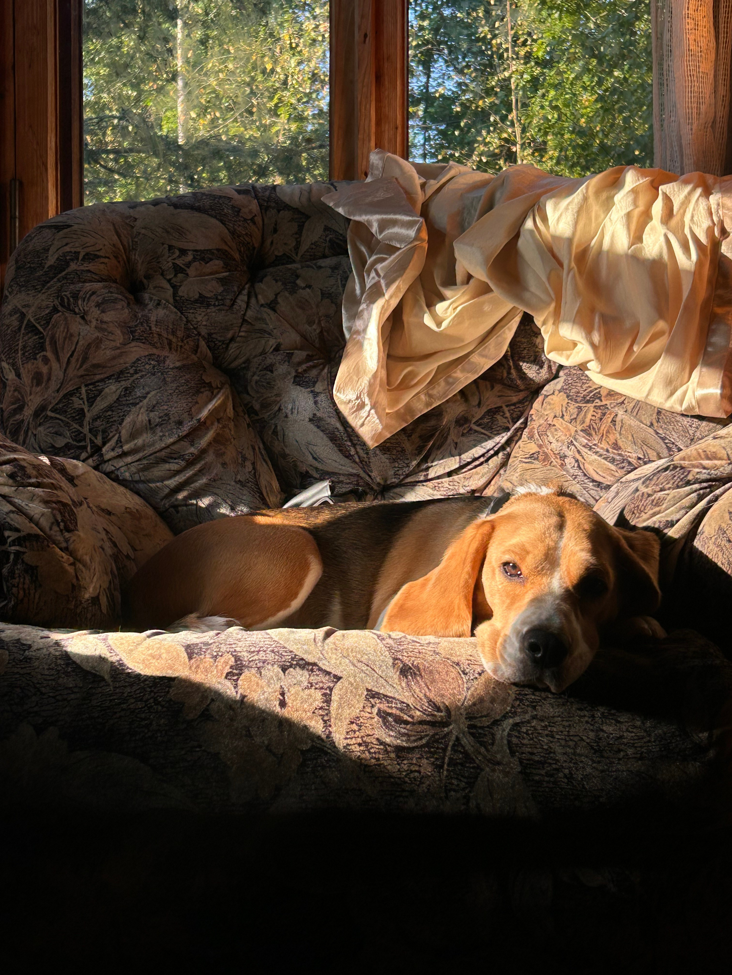 В мире животных. Фотокружок «Видоискатель» ГБОУ СОШ № 291