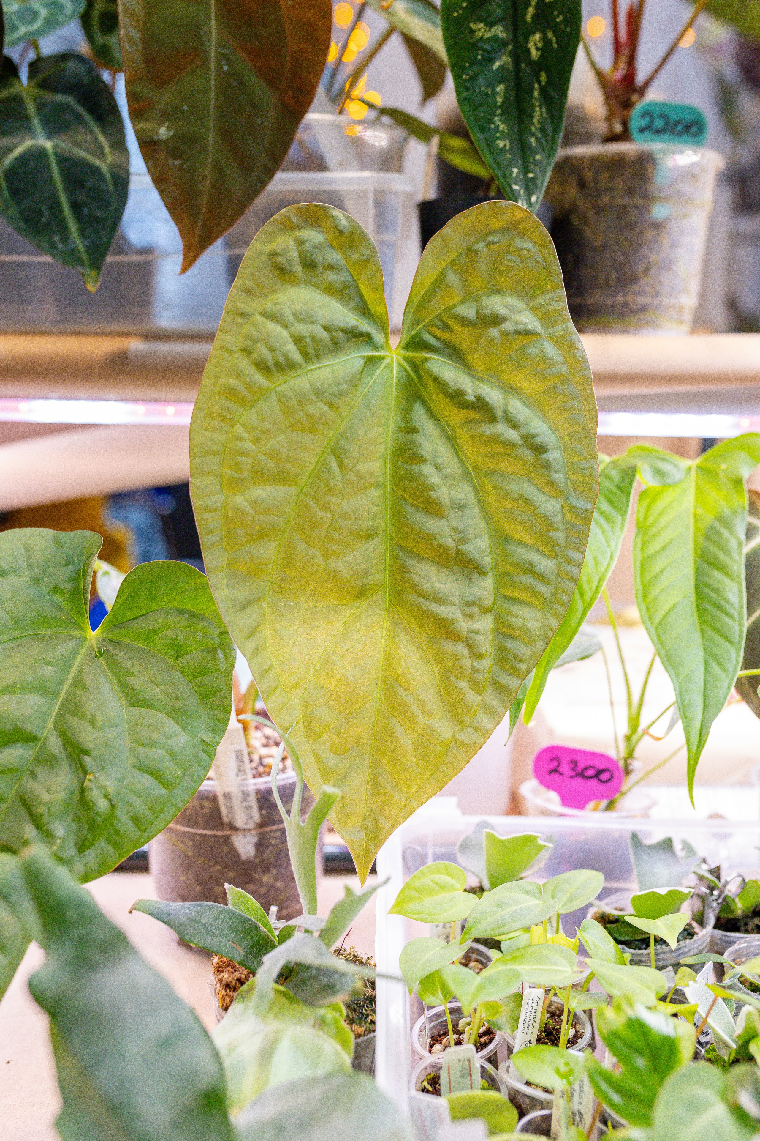 Орхидиум 12.2025. Александра Куликова фотограф, Москва